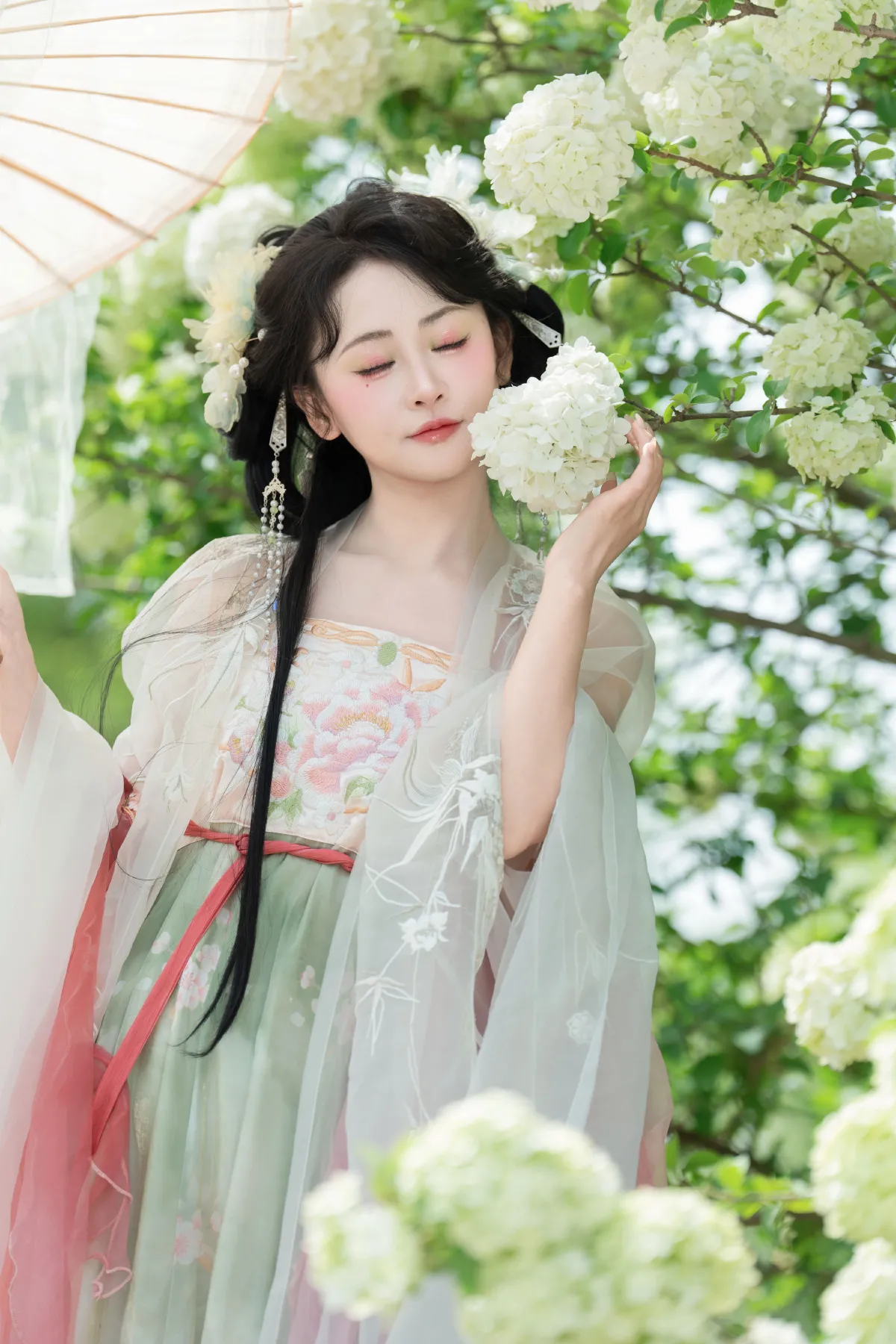 洁白绣球
