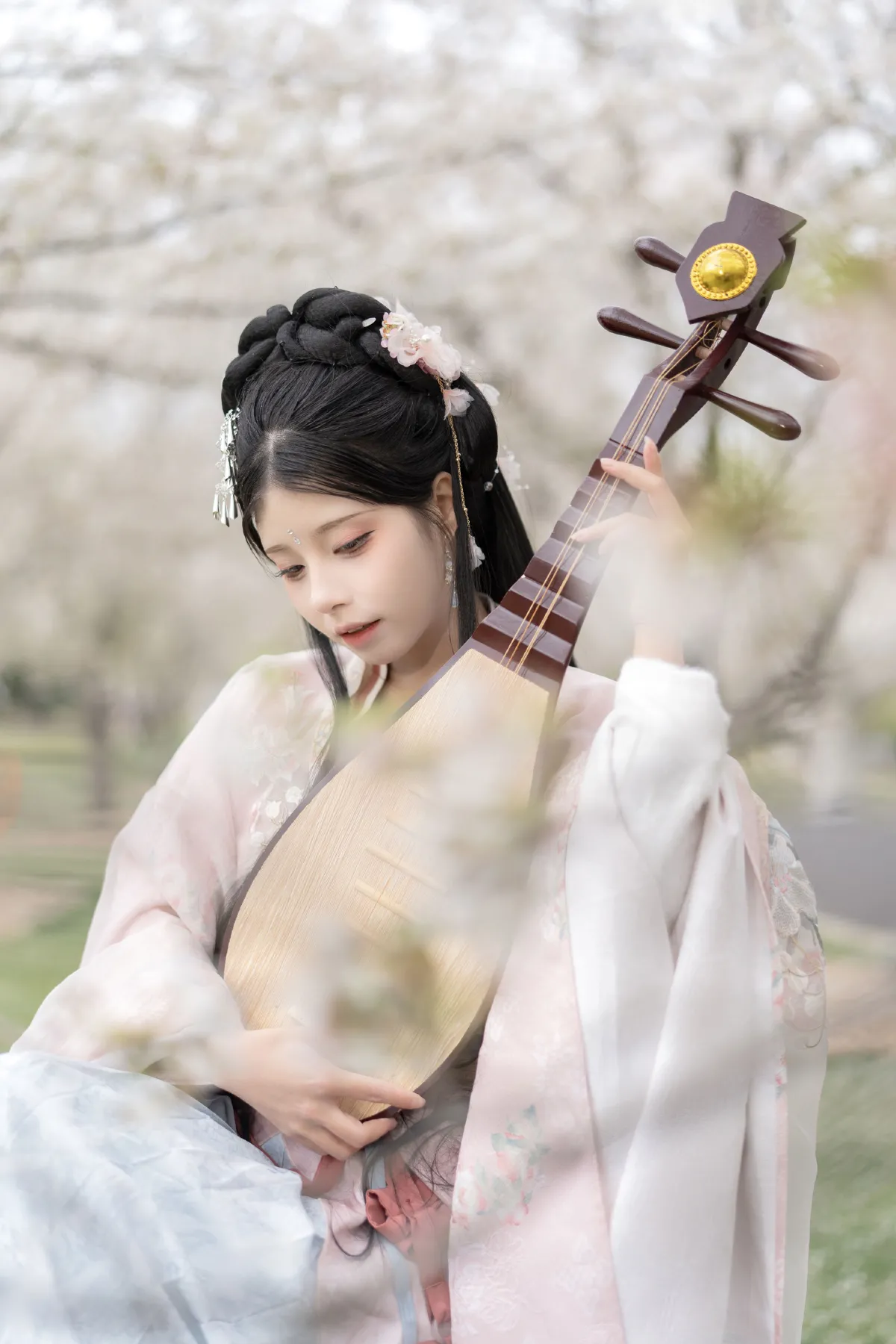 樱花林 琵琶情