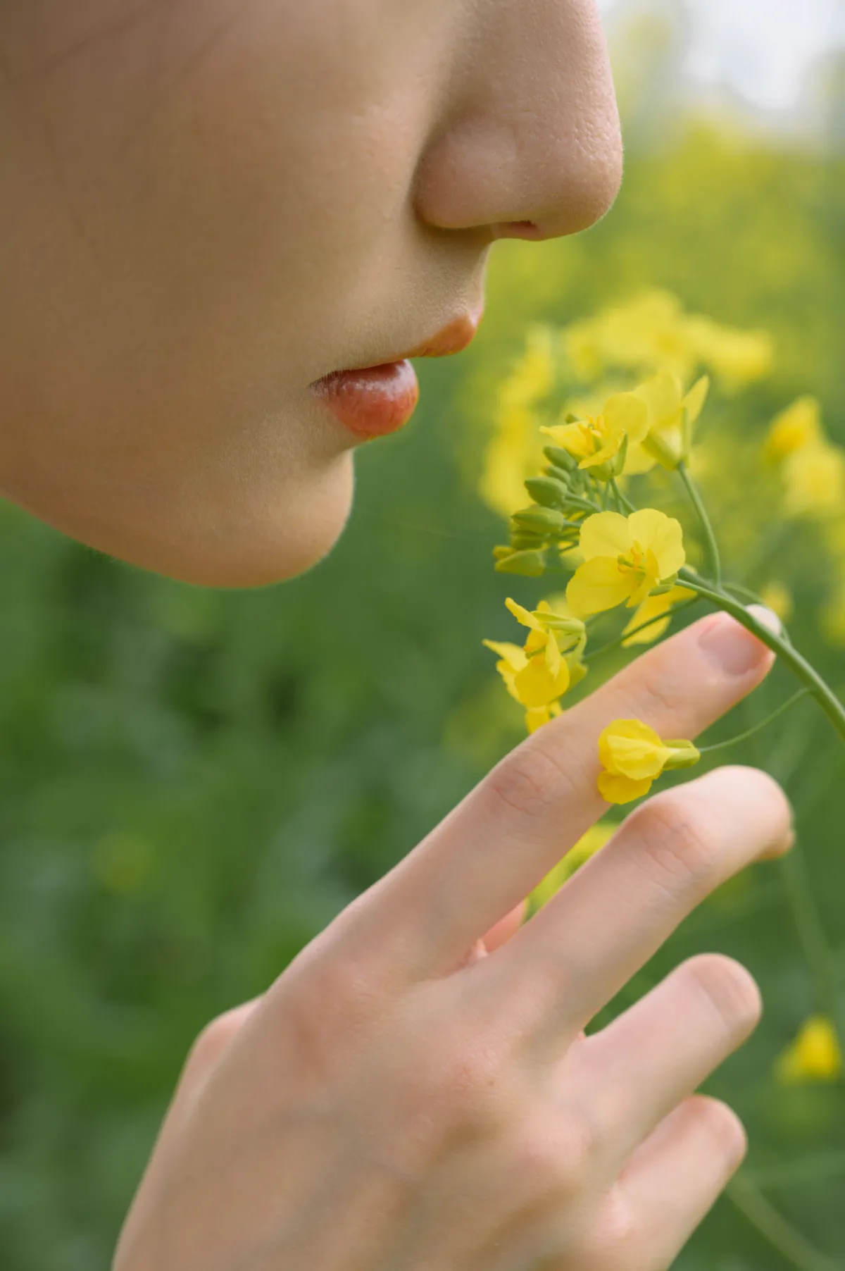 阴天与油菜花