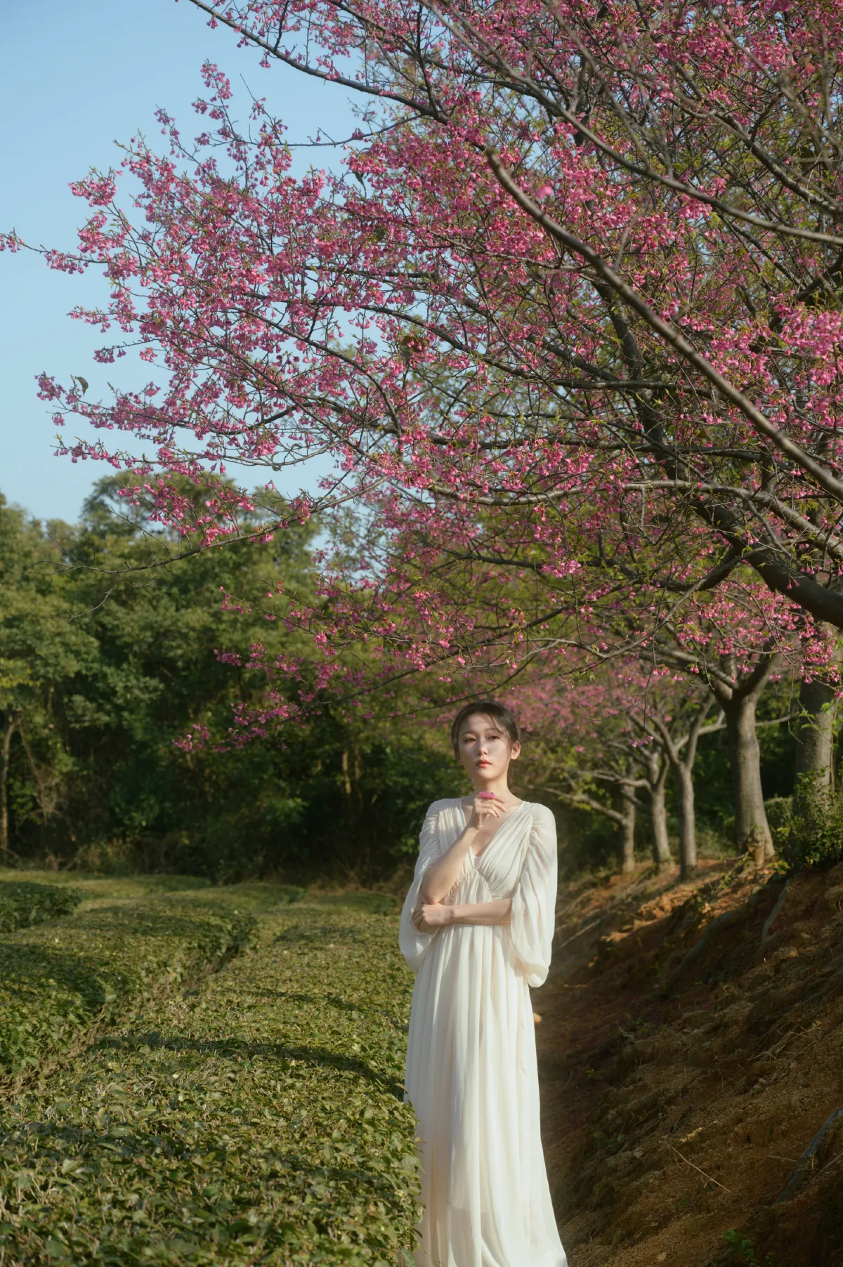 尤里CC_小月《茶与樱》美图作品图片3