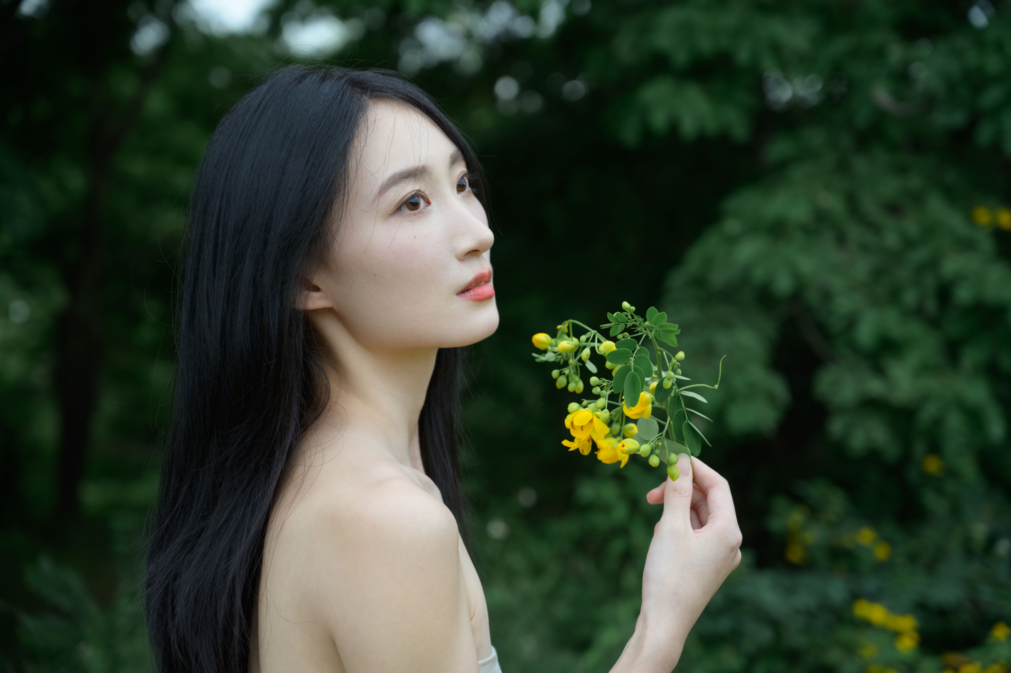 黄槐花开
