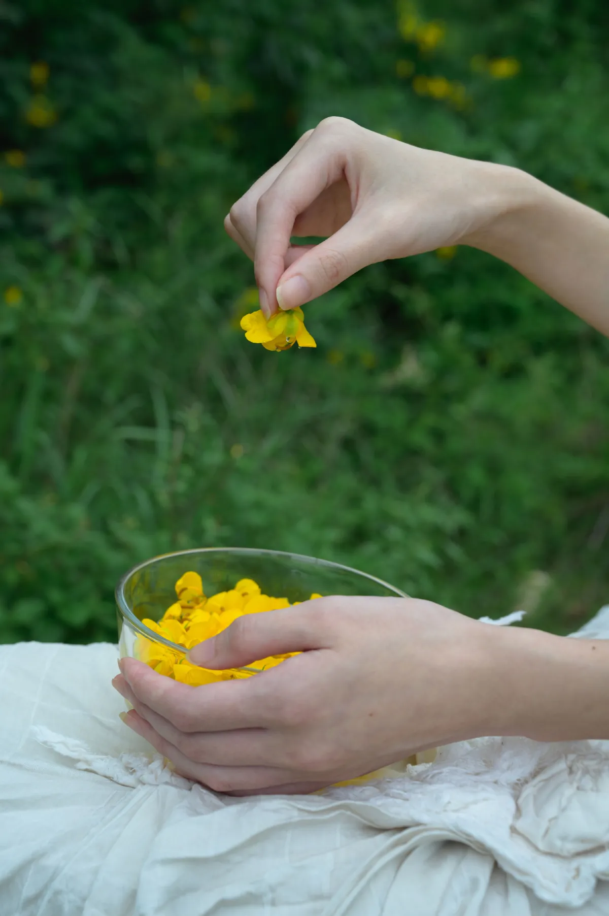 黄槐花开