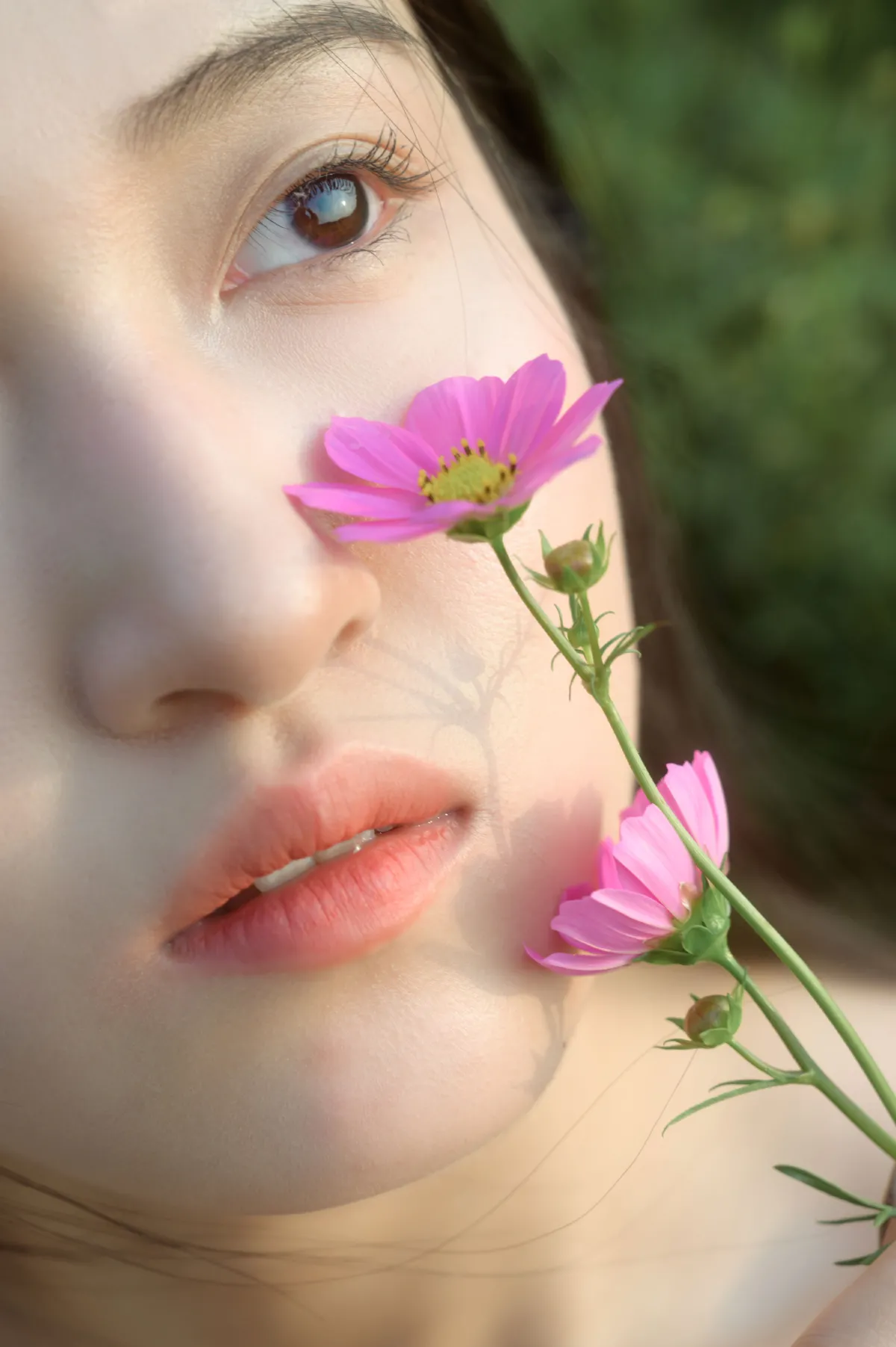 格桑花开3