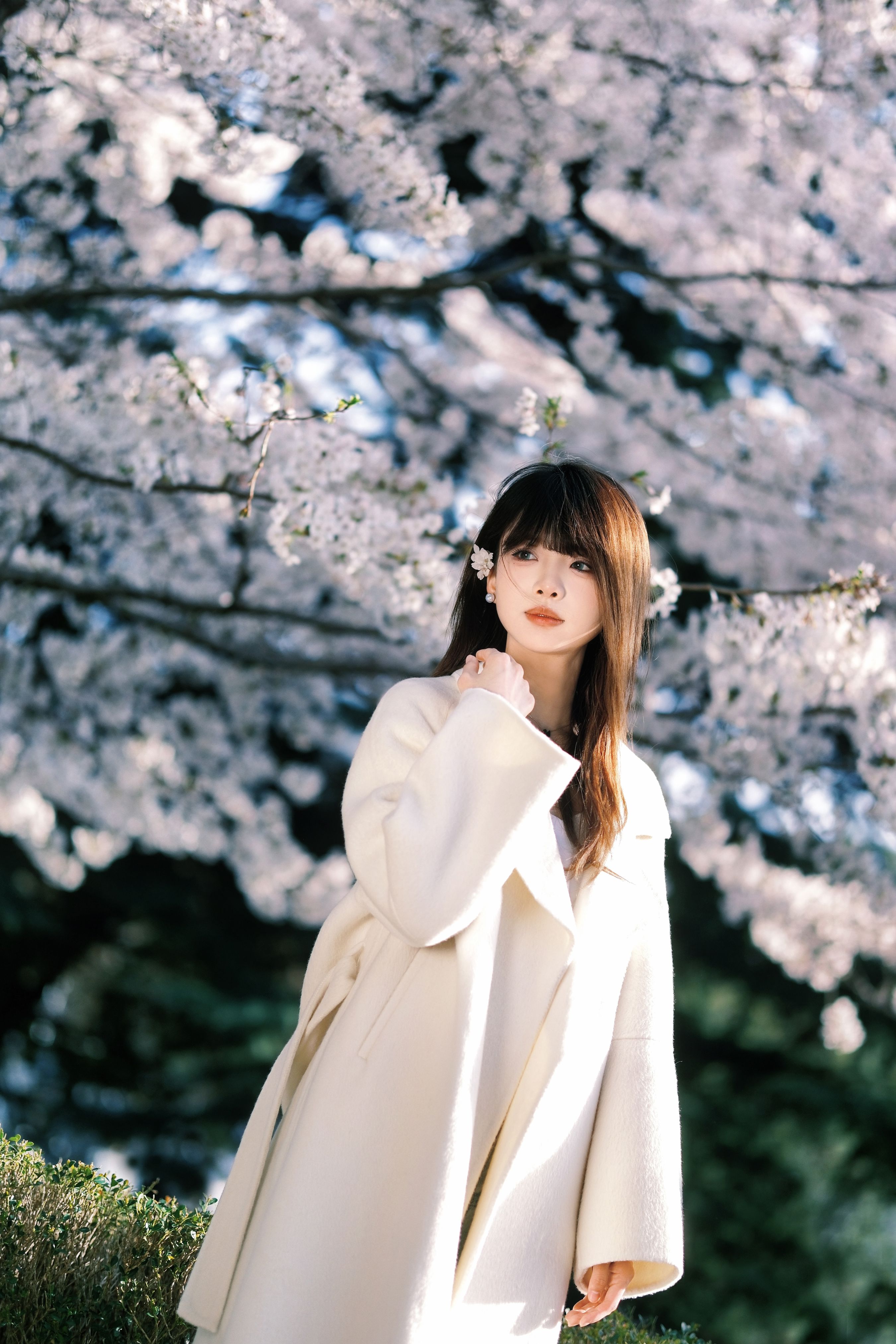 春樱