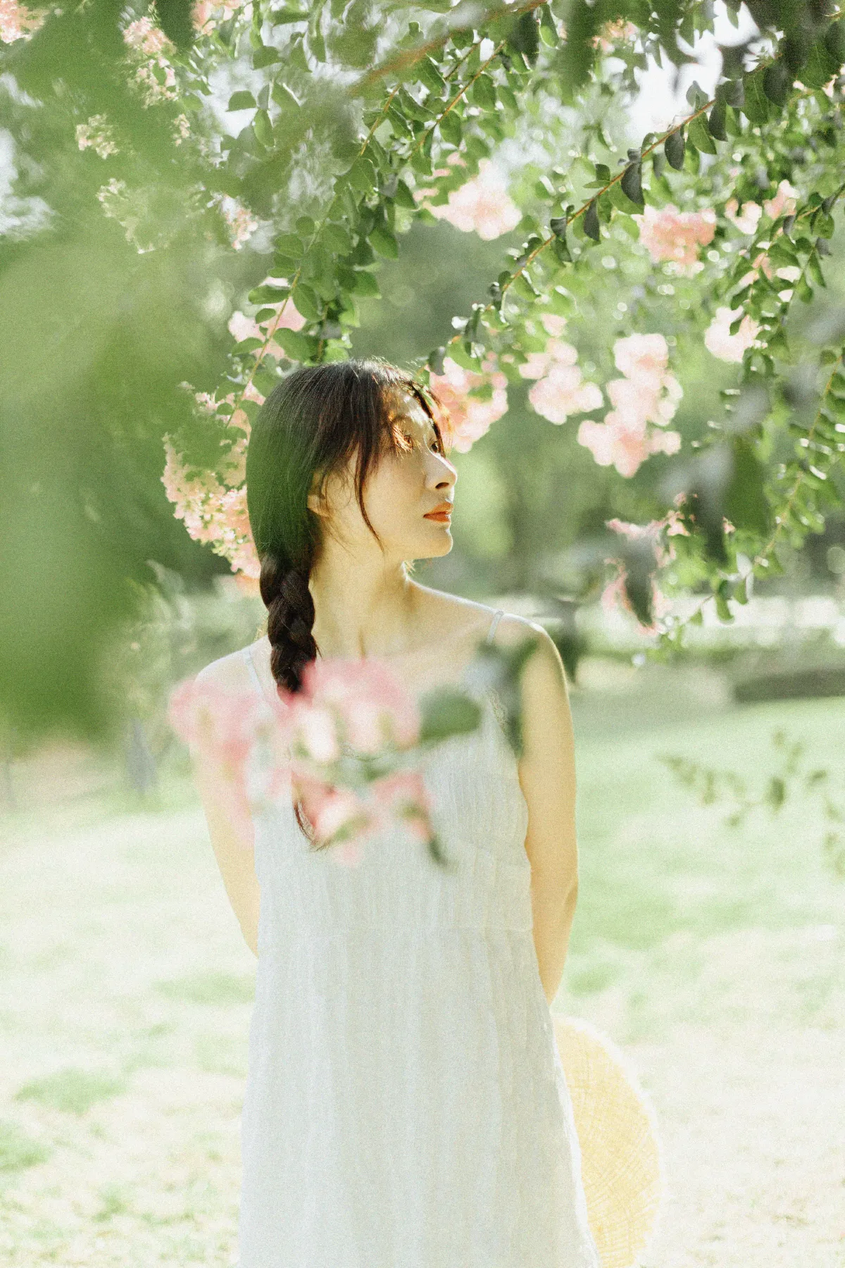 紫藤花开