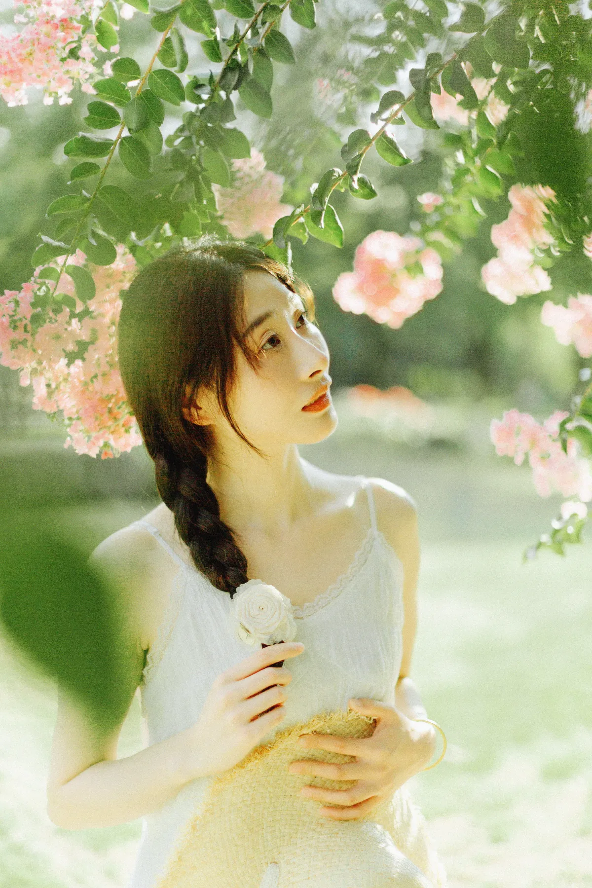 紫藤花开