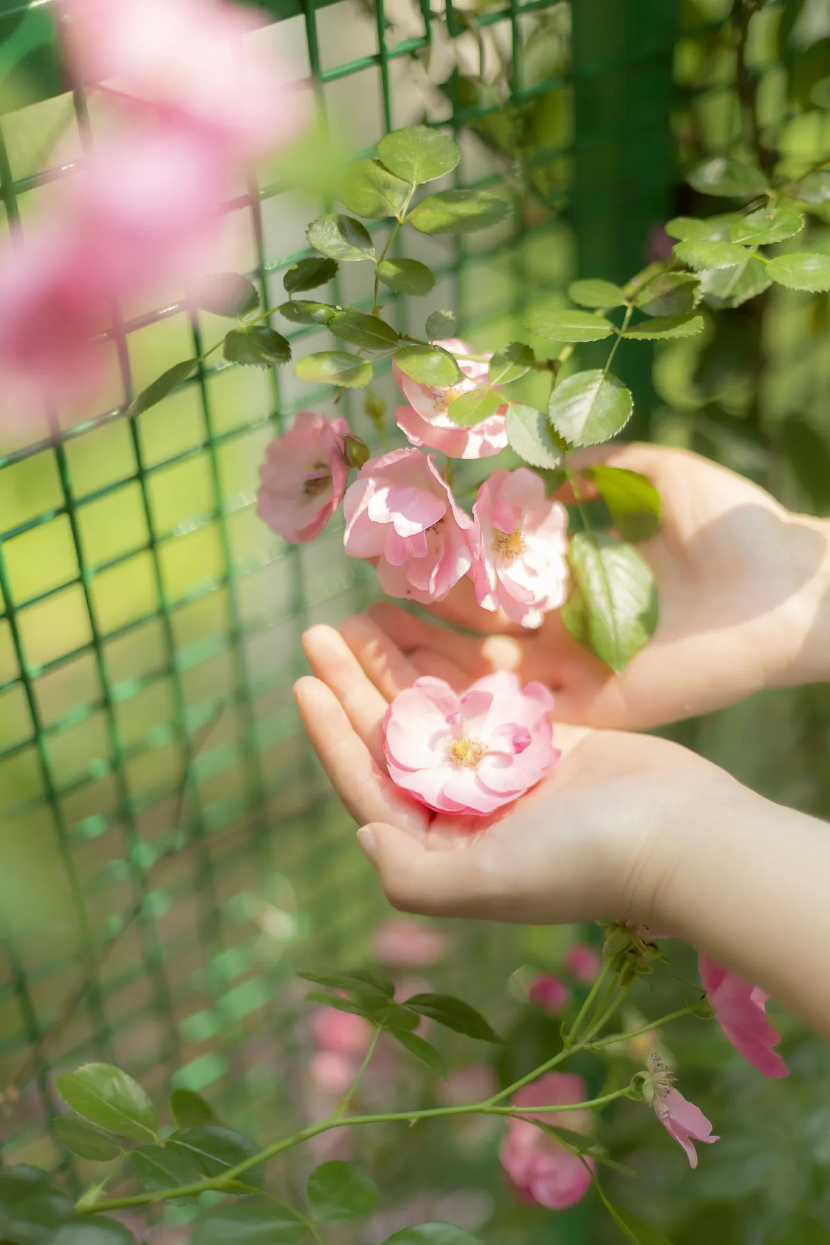 蔷薇花女孩1