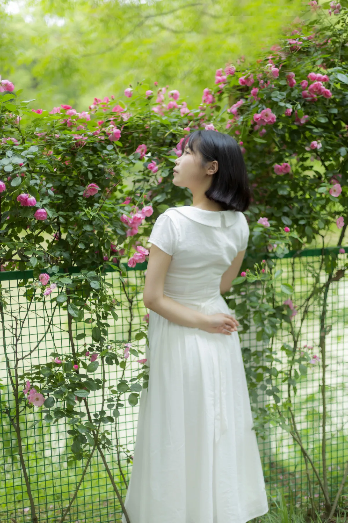 蔷薇花女孩