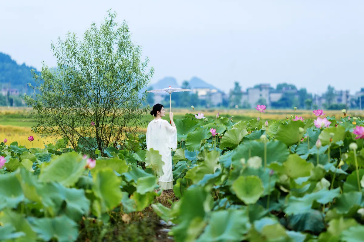 笨笨_潘潘《春有百花夏有荷》美图作品图片5