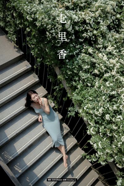 七里香