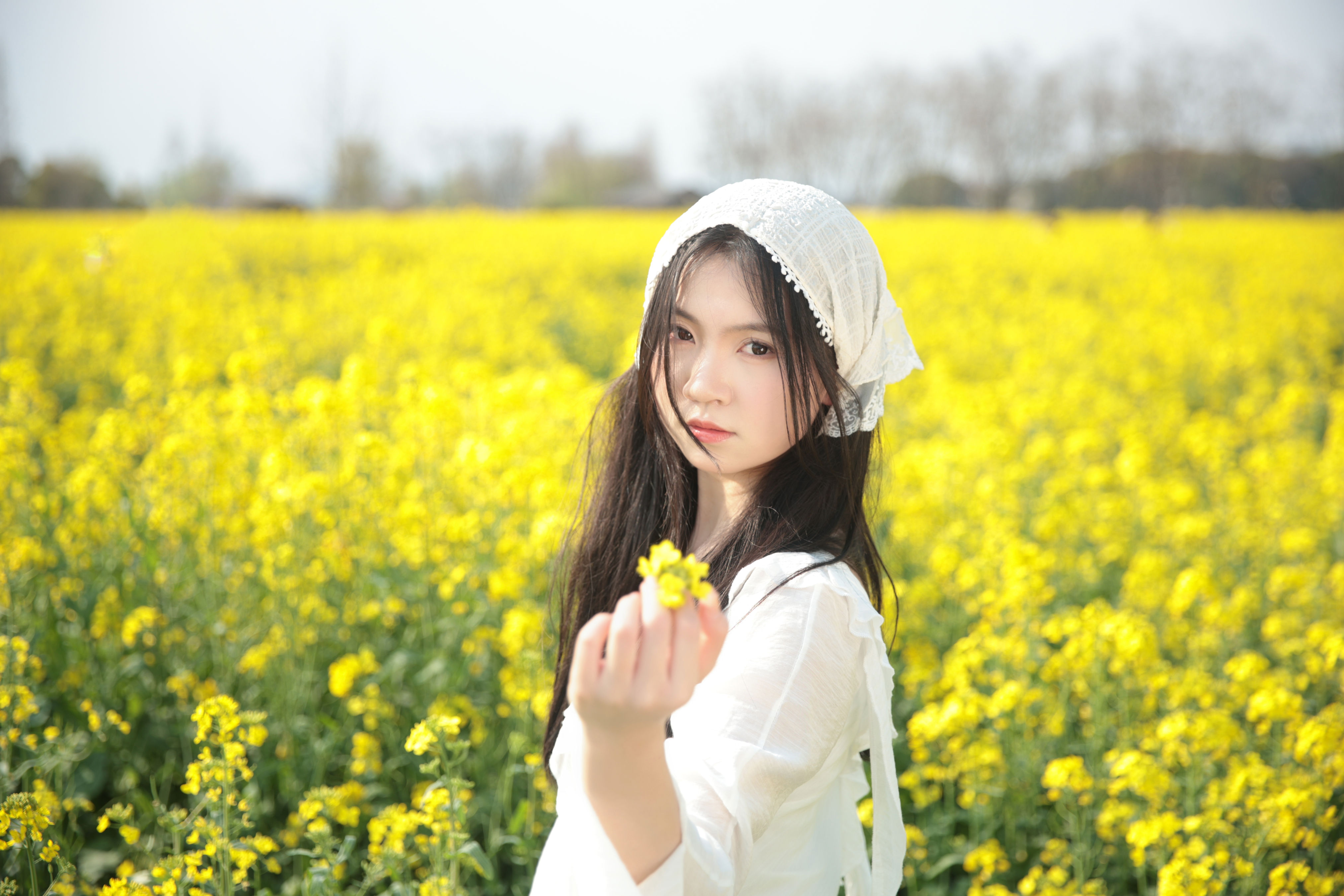 油菜花生命力1