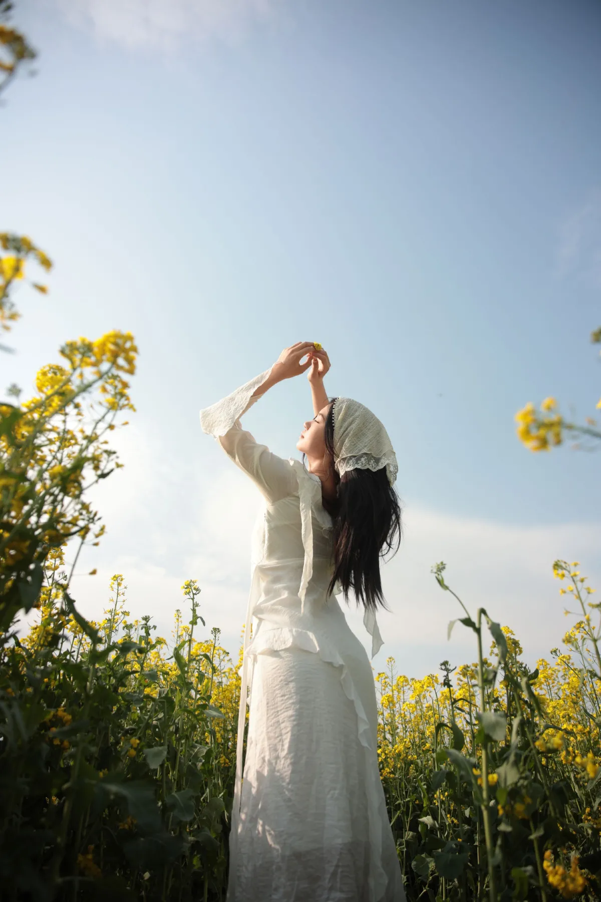 油菜花生命力3