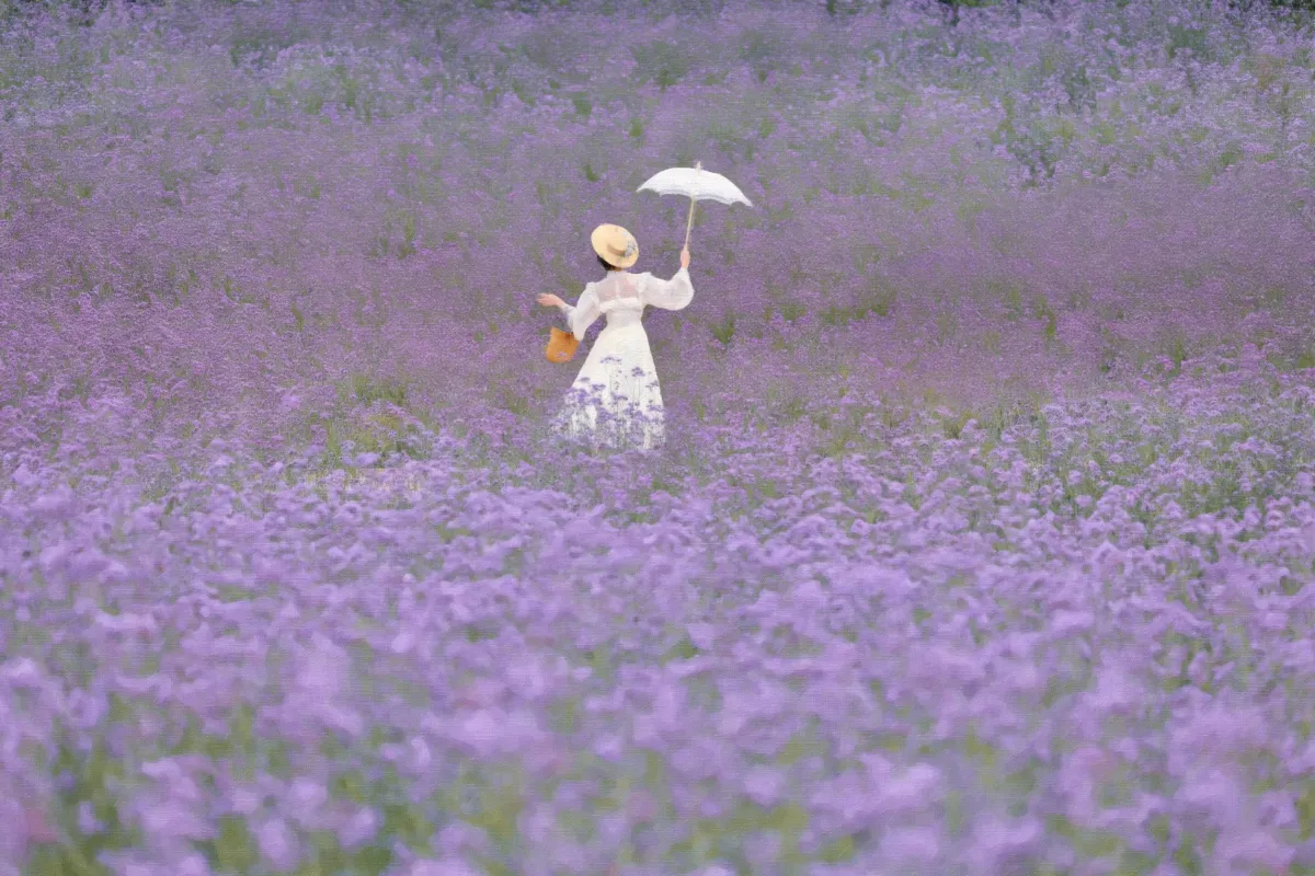 彦小彦摄影《薰衣草的极致浪漫》美图作品图片2