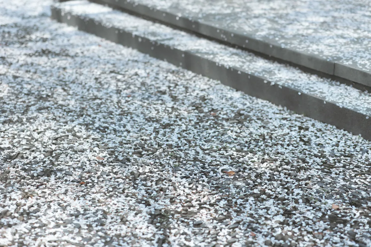 庭前雪5