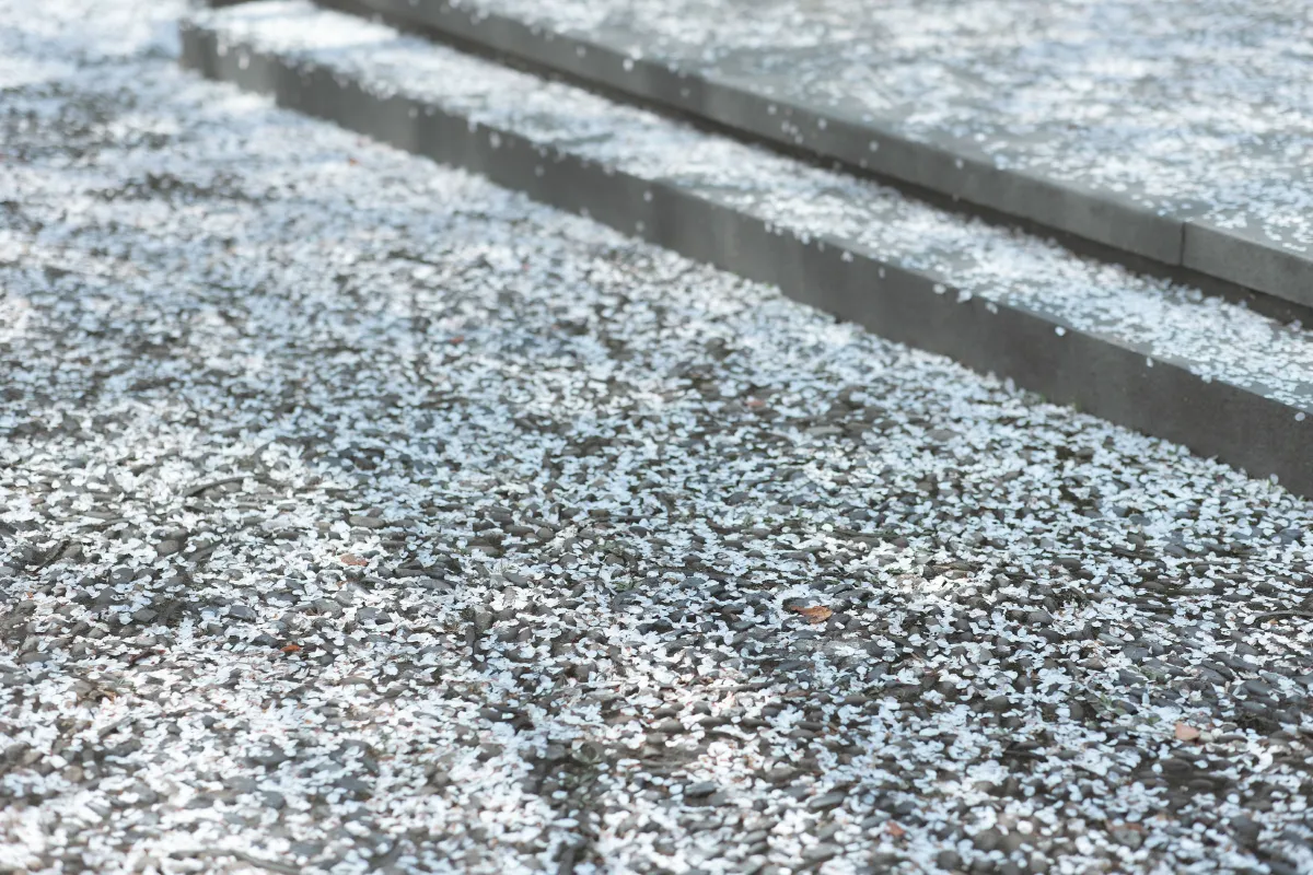 庭前雪