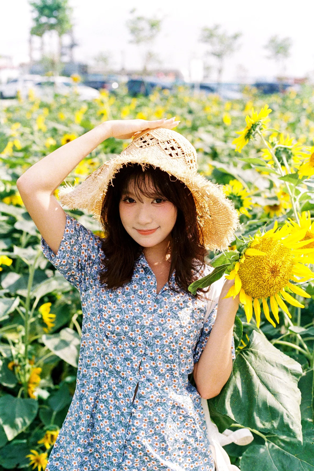 向日葵的花语2