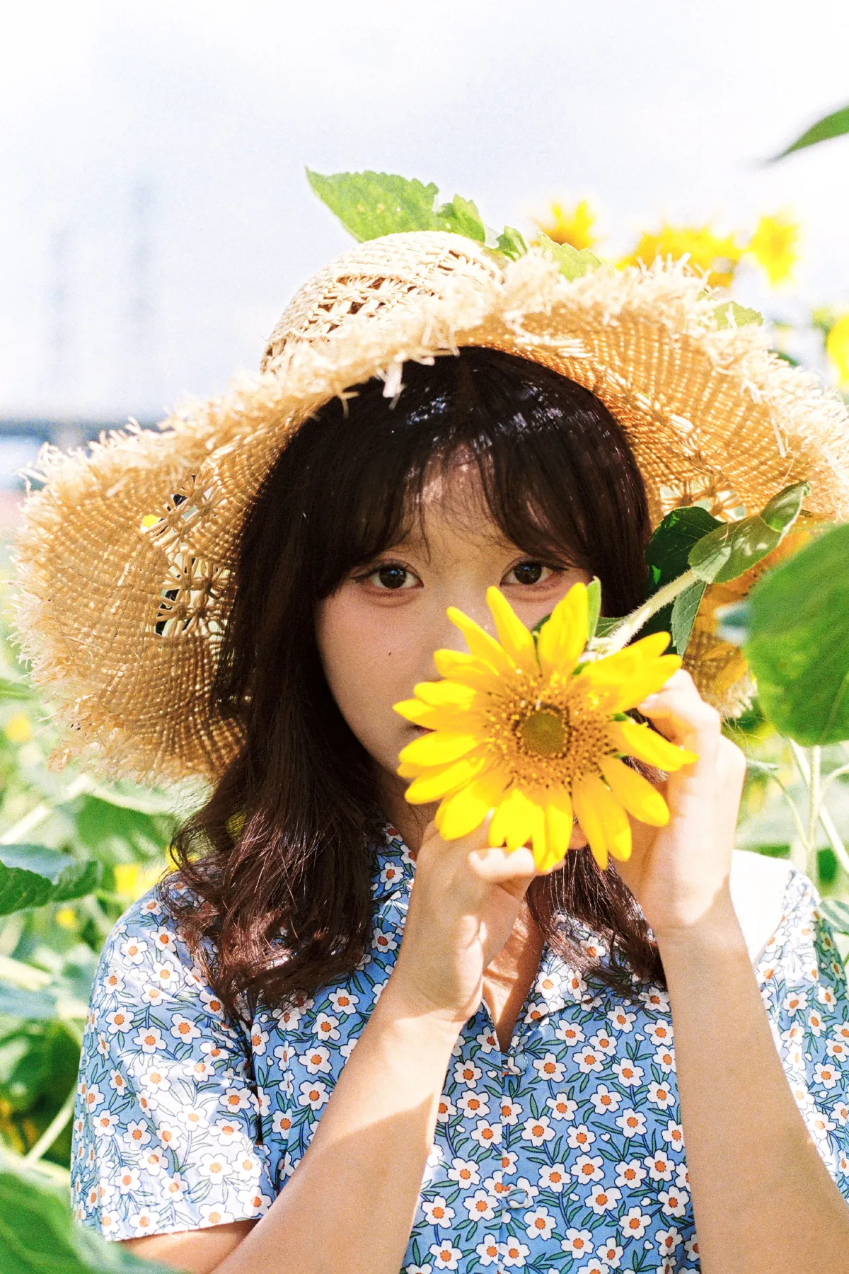 向日葵的花语3