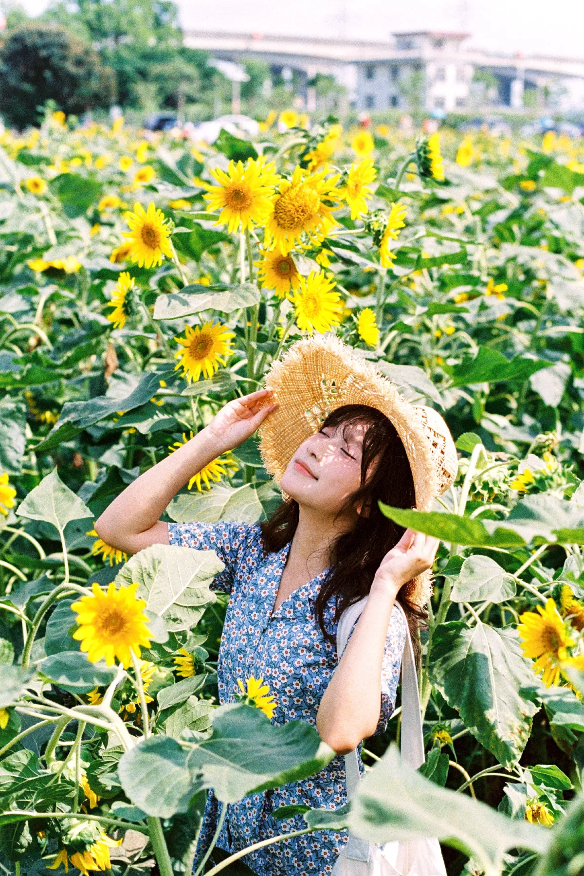 向日葵的花语4