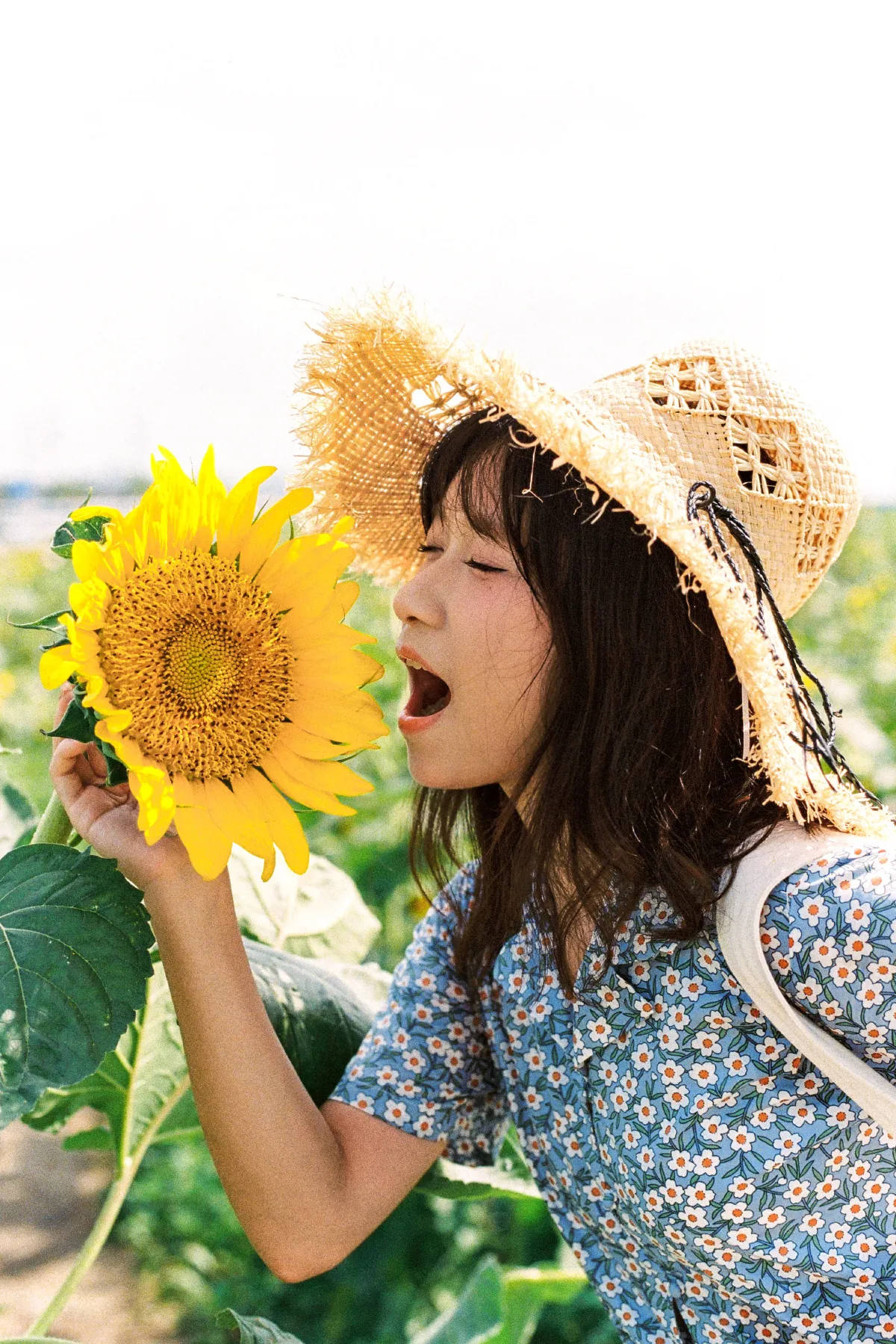 向日葵的花语5