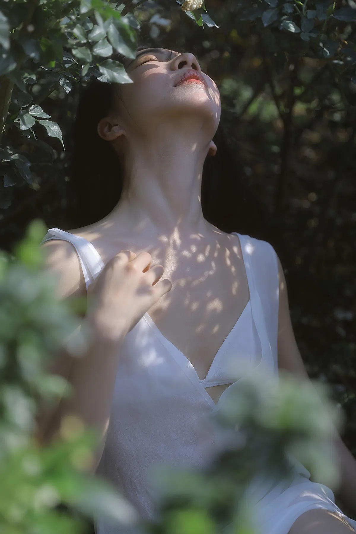 细嗅蔷薇2