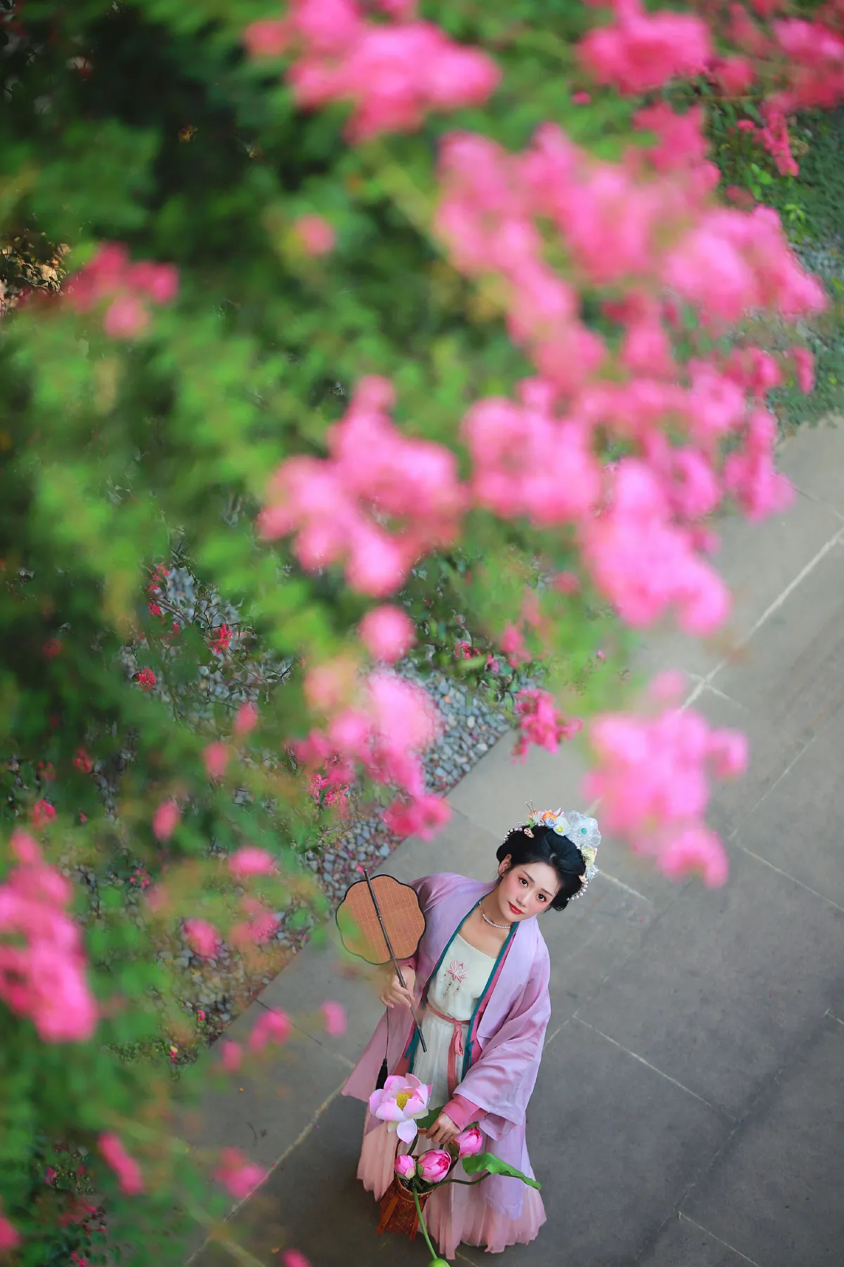 紫薇花开2