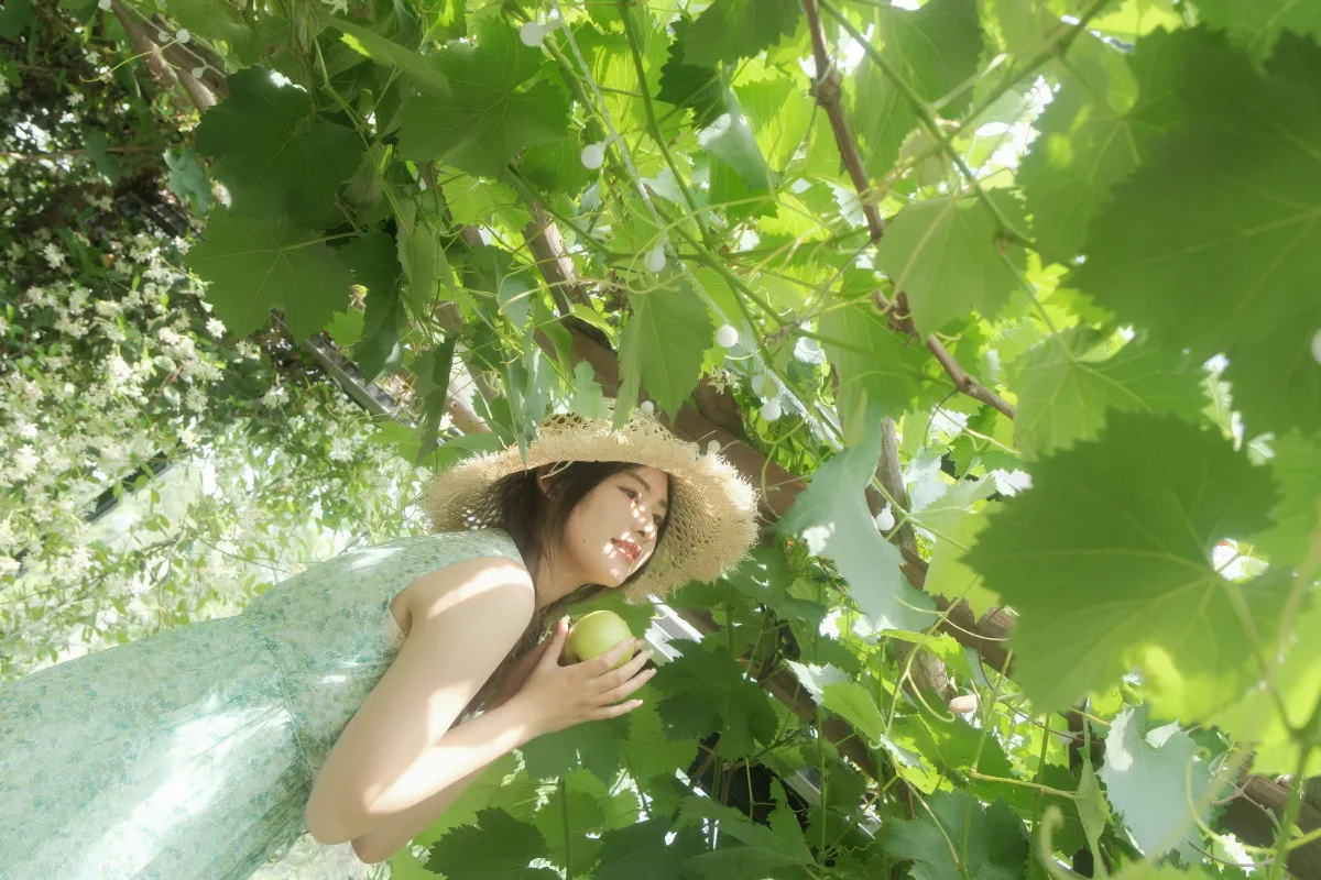 风车茉莉2