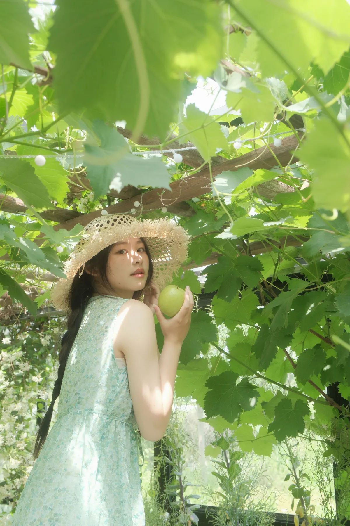 风车茉莉4