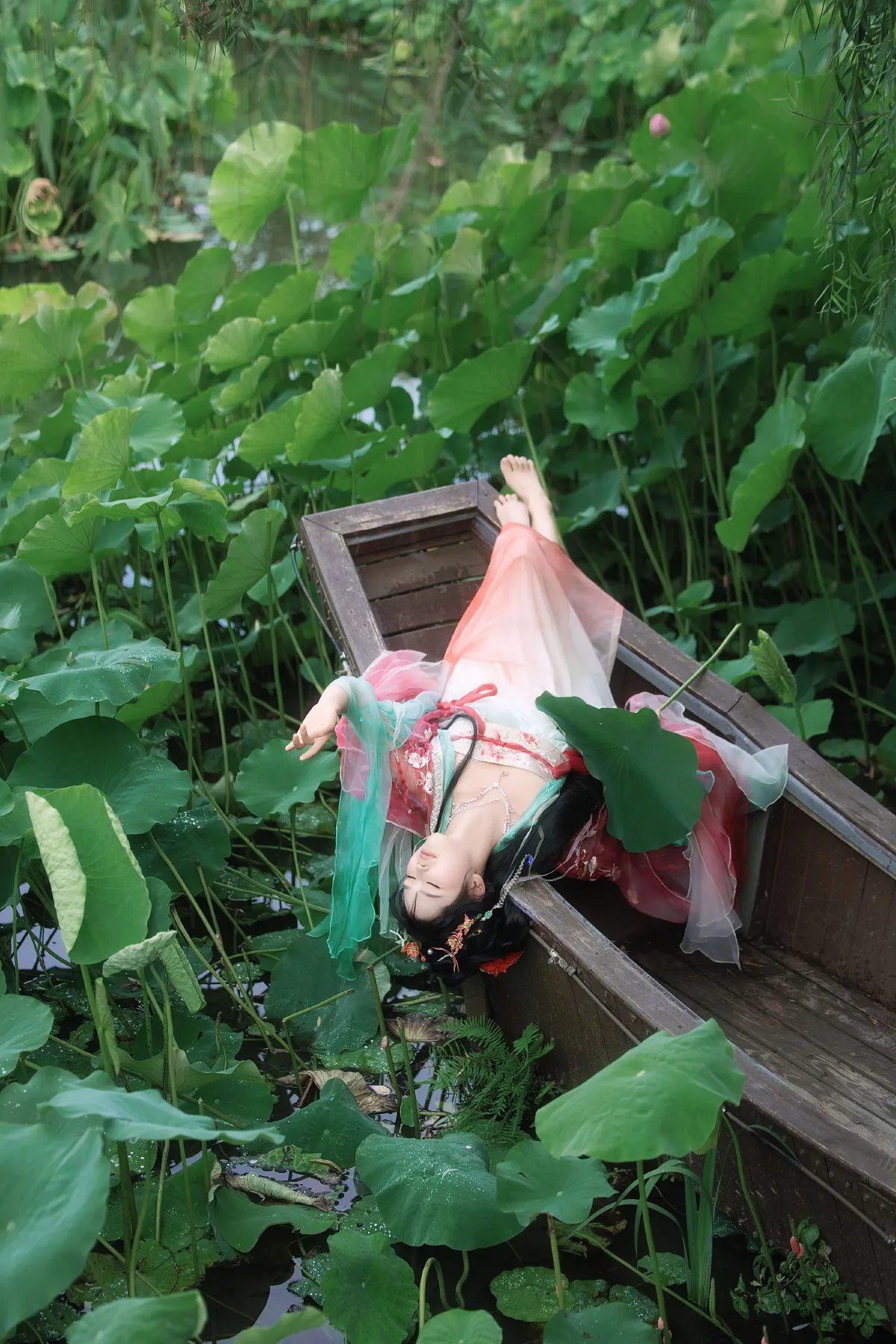 夏日荷花