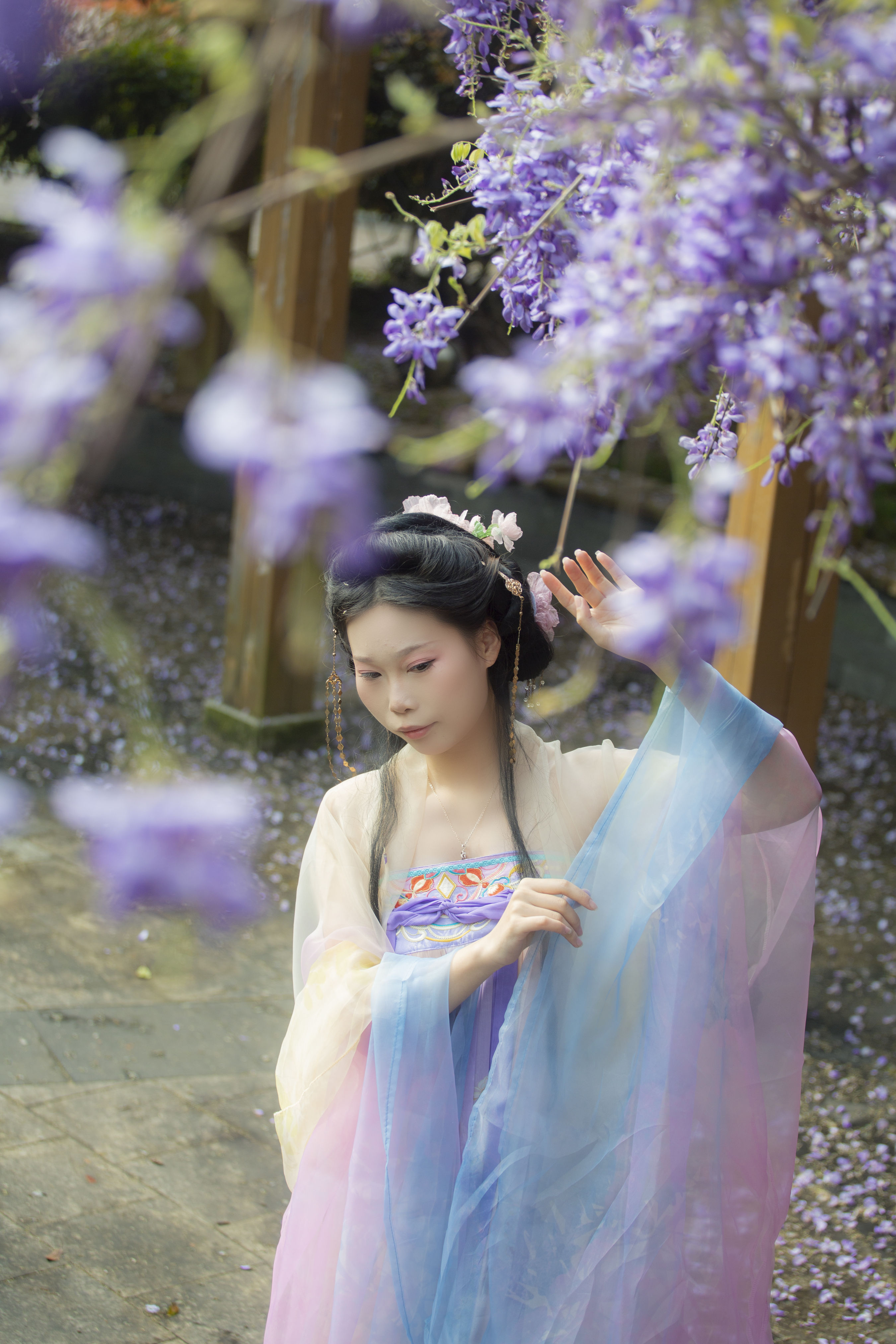 紫藤花1