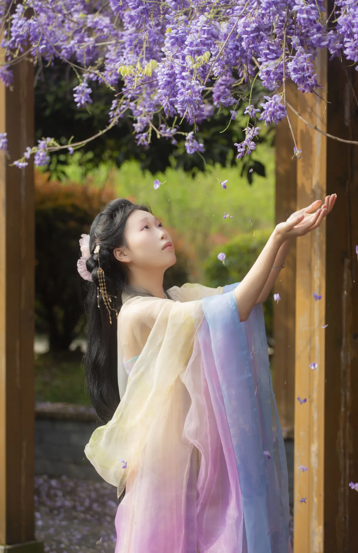 紫藤花3