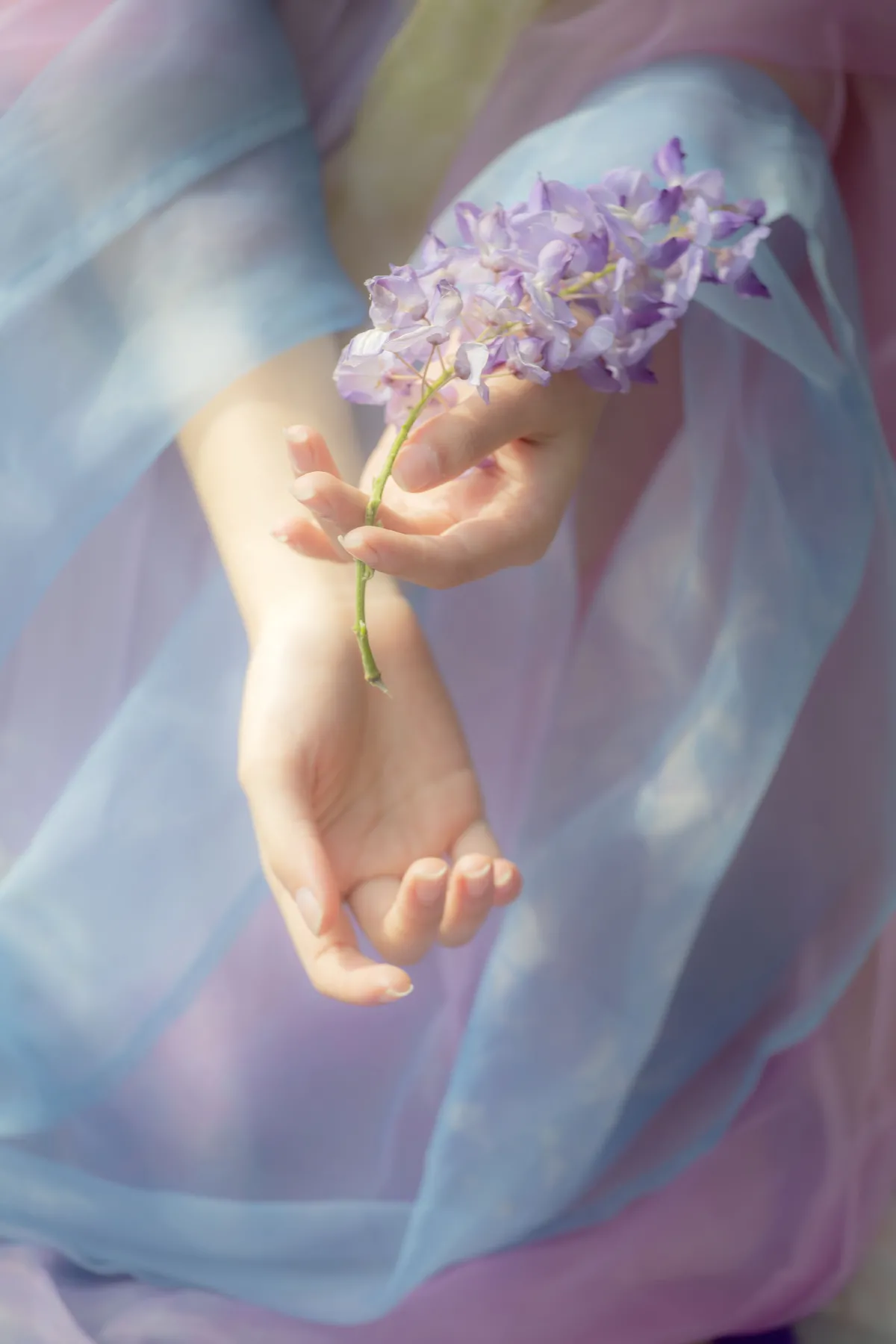 紫藤花4