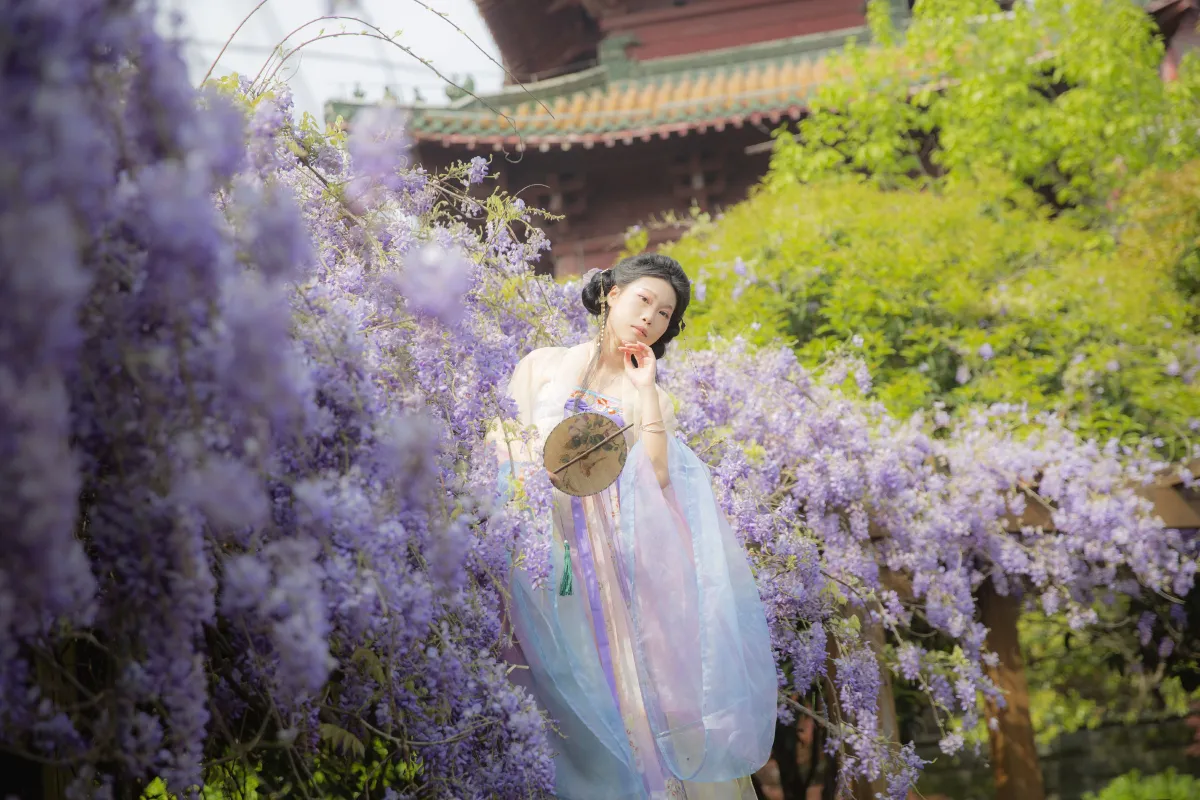 紫藤花5