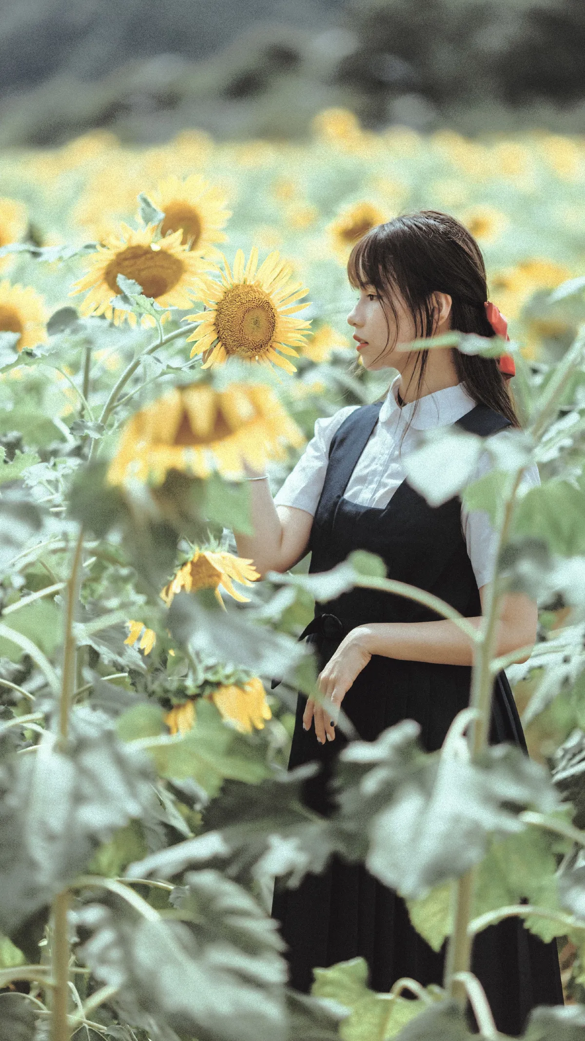 夏天的太阳花3