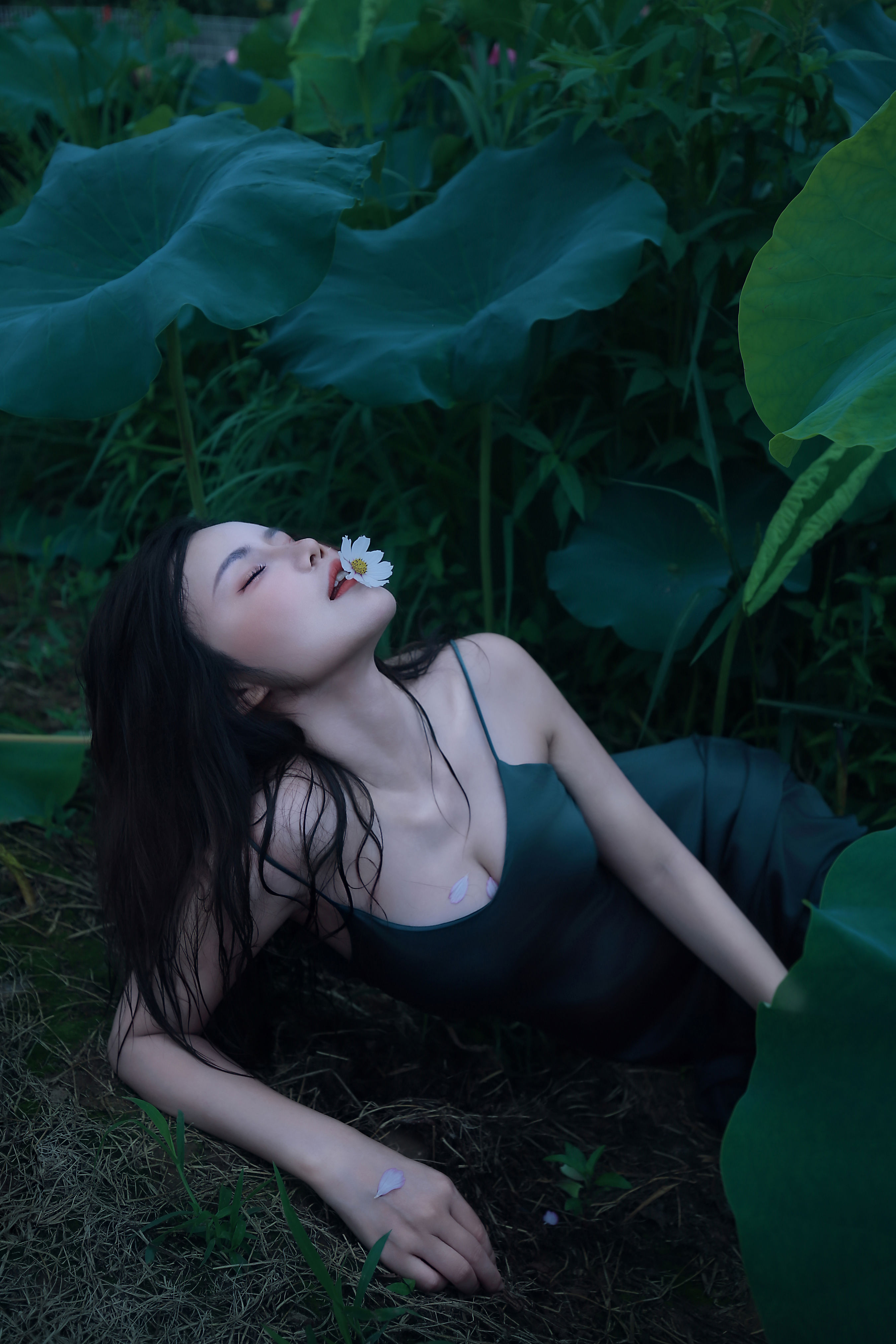 碧罗栽夏1