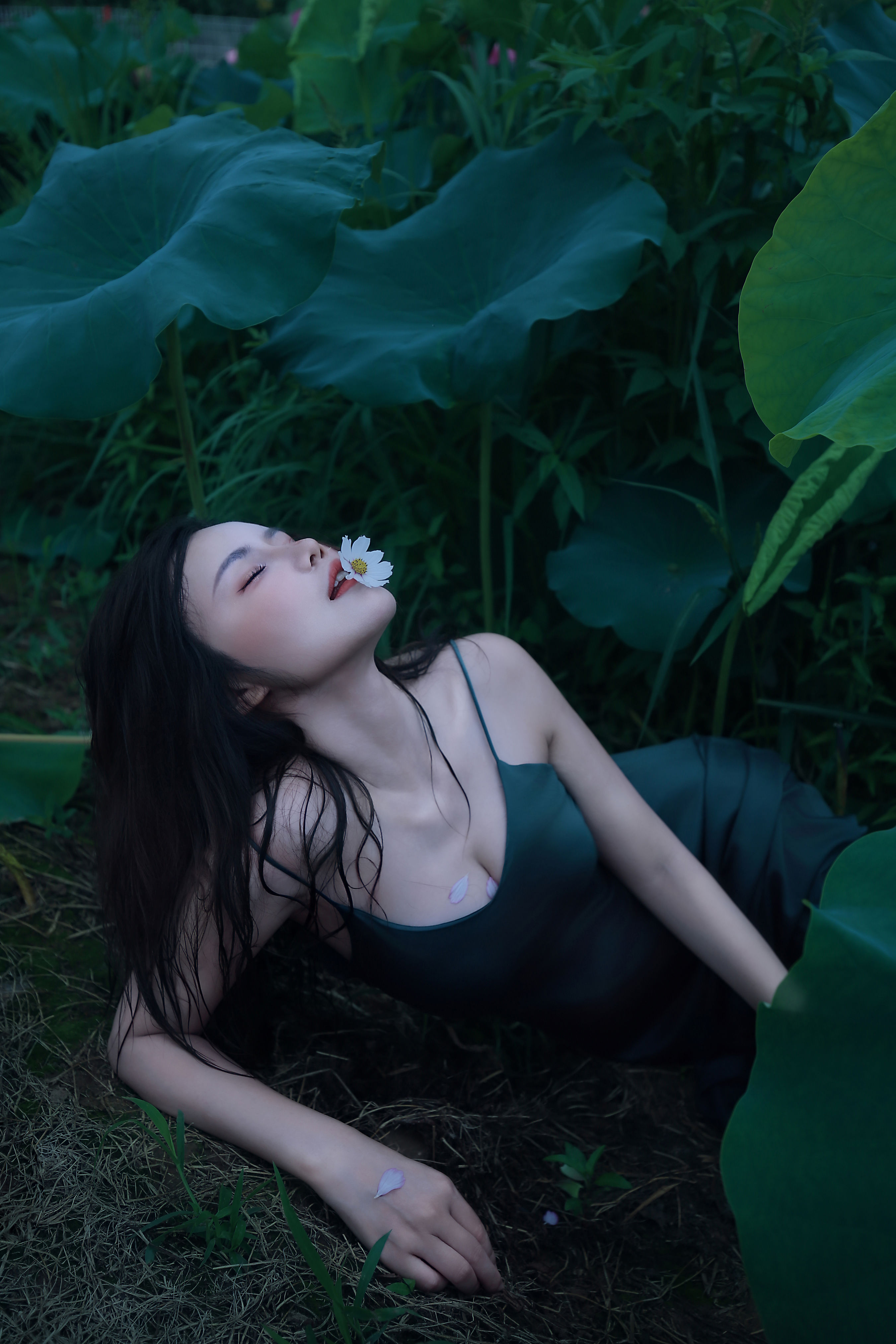碧罗栽夏1