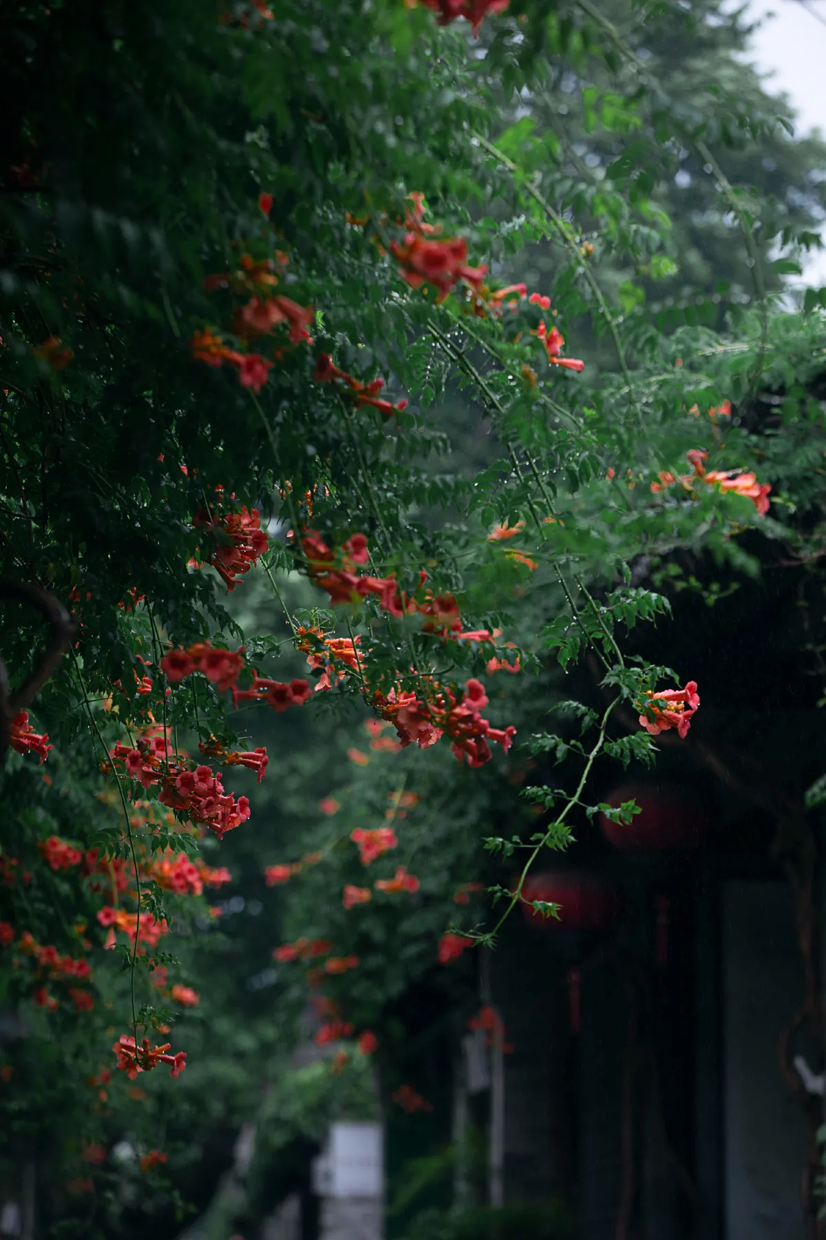 老门东雨中的凌霄花1