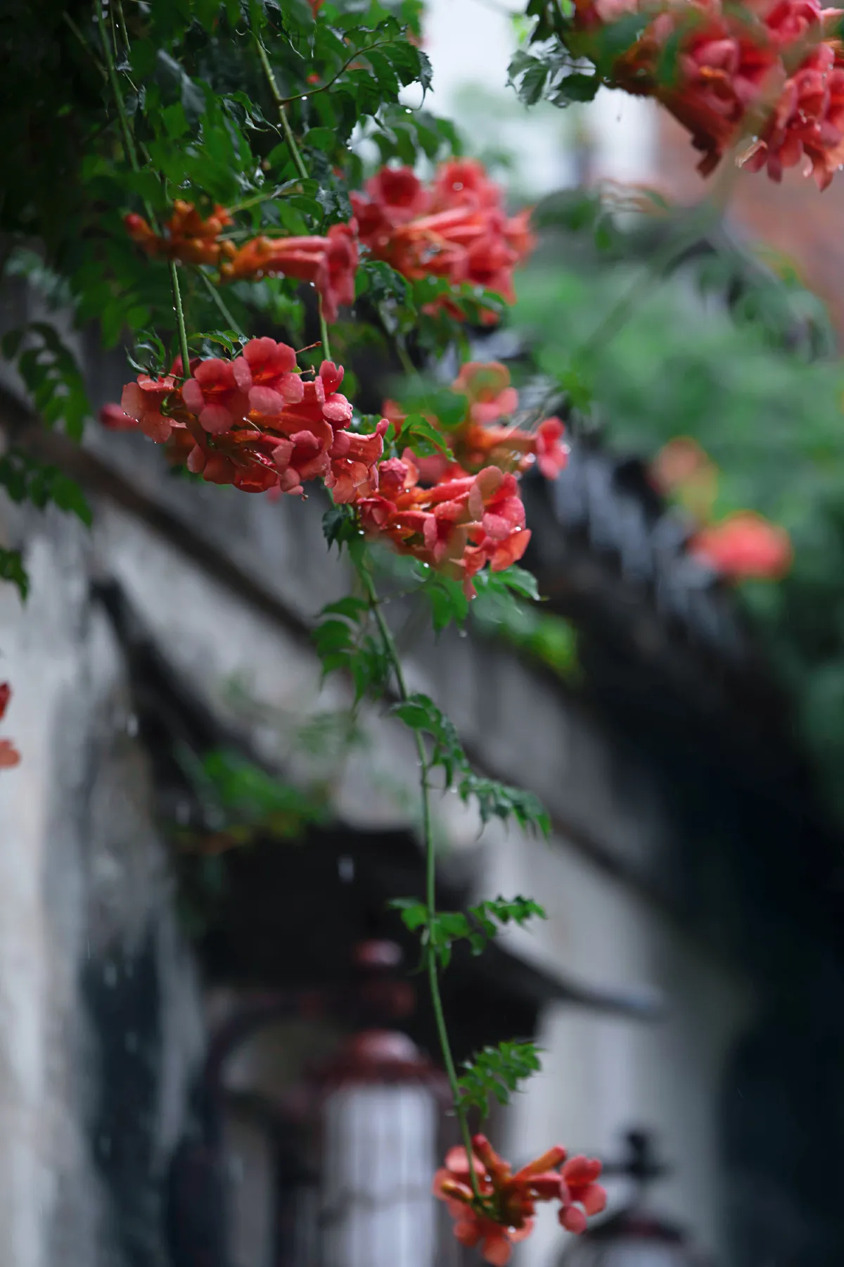 老门东雨中的凌霄花