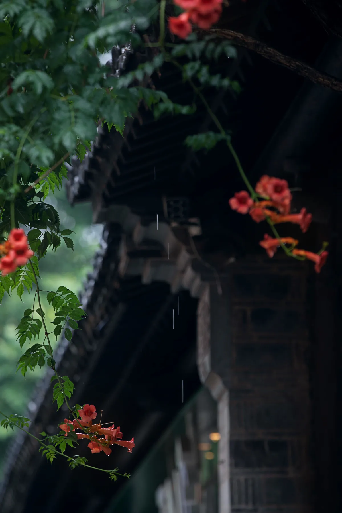 老门东雨中的凌霄花3