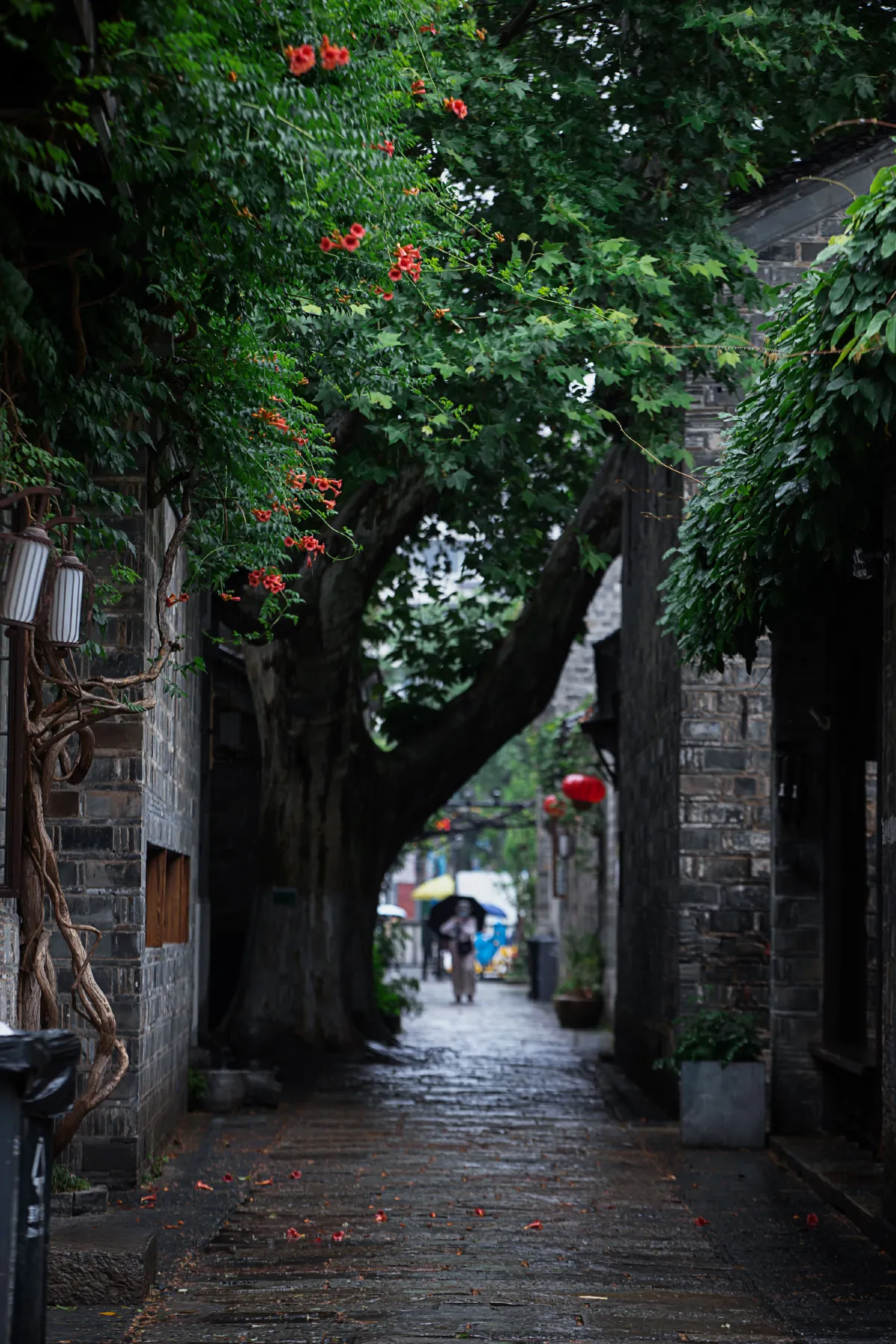 老门东雨中的凌霄花