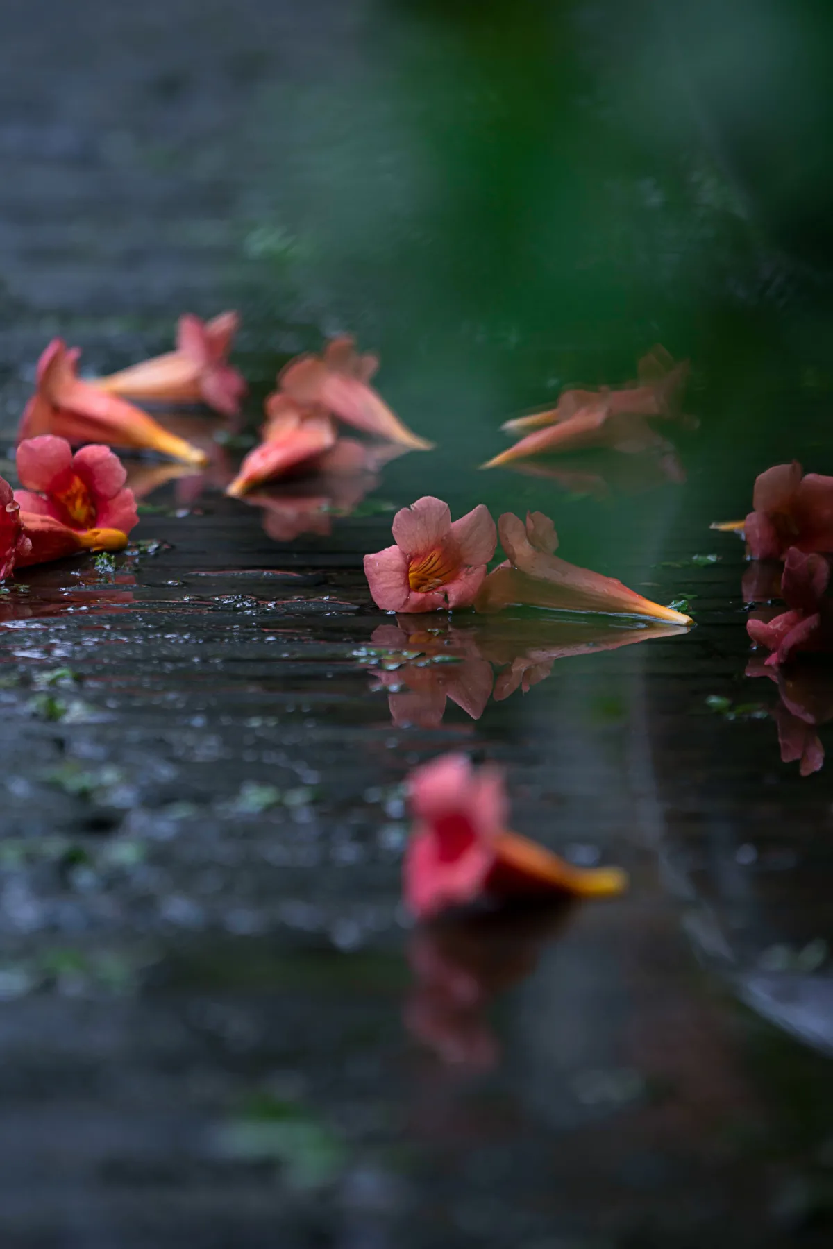 老门东雨中的凌霄花