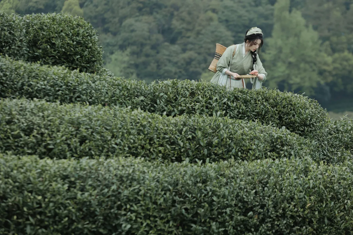 采茶
