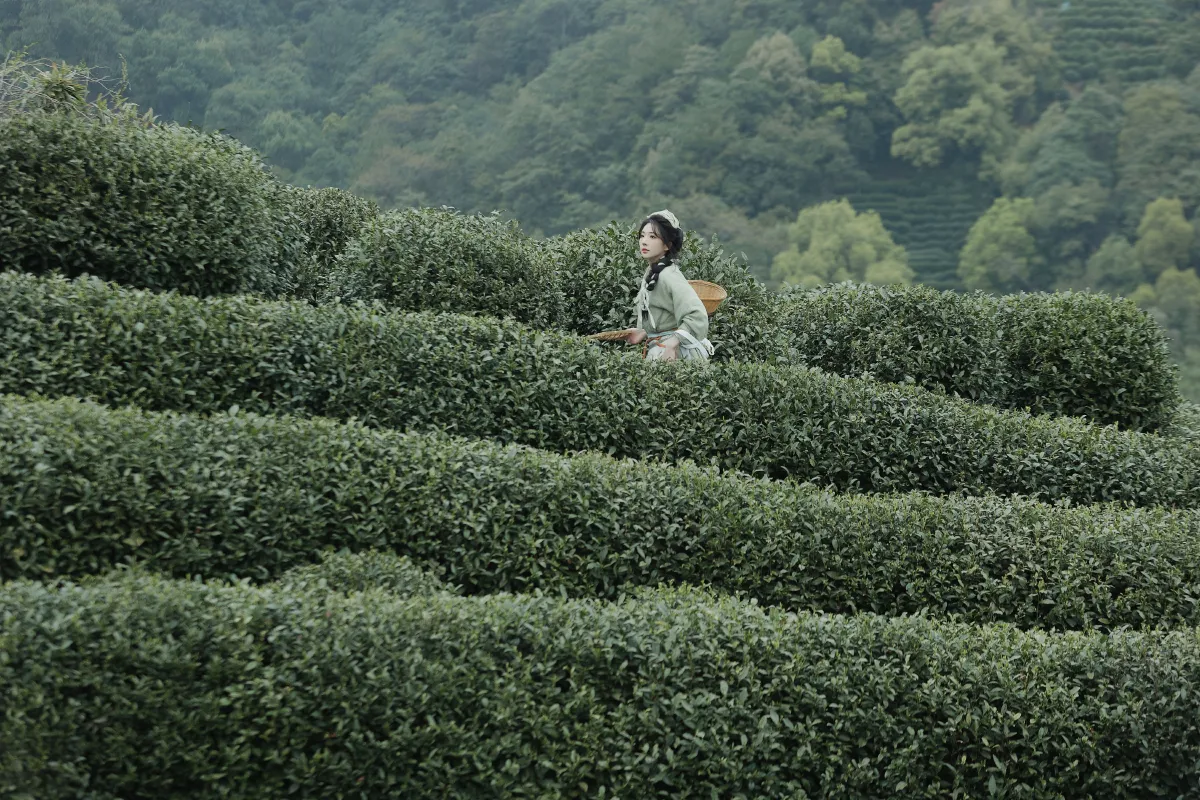 采茶4