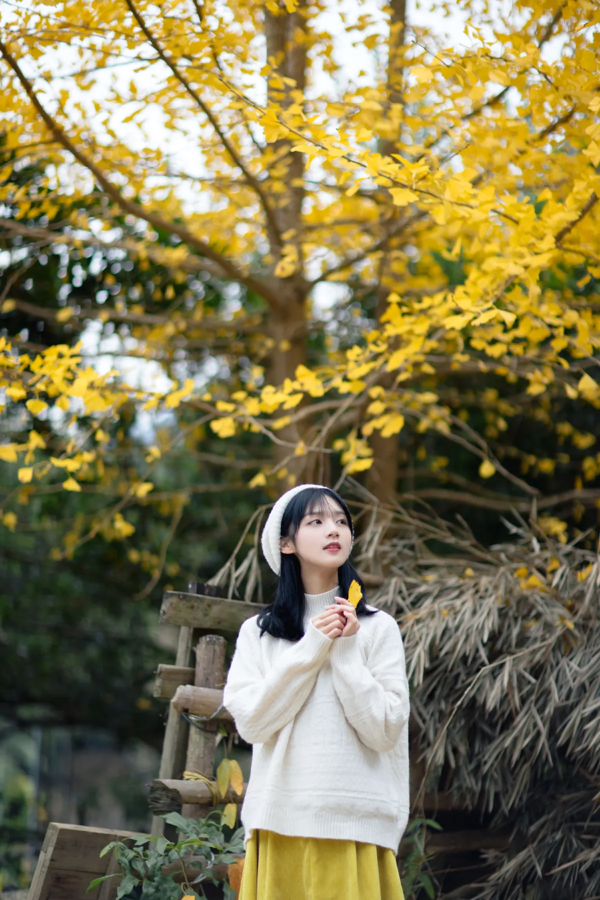 银杏之恋