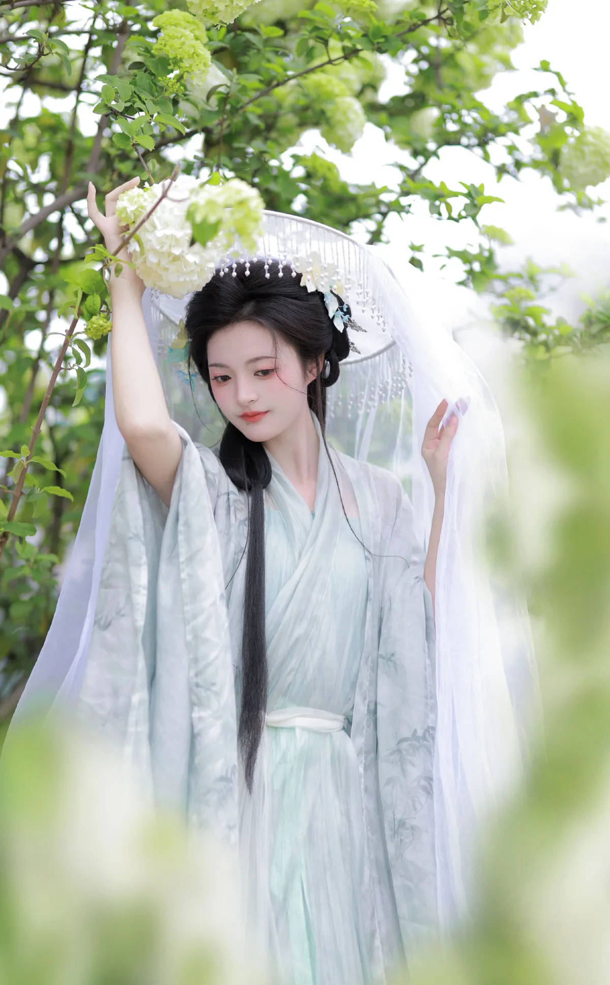 中华木绣球1