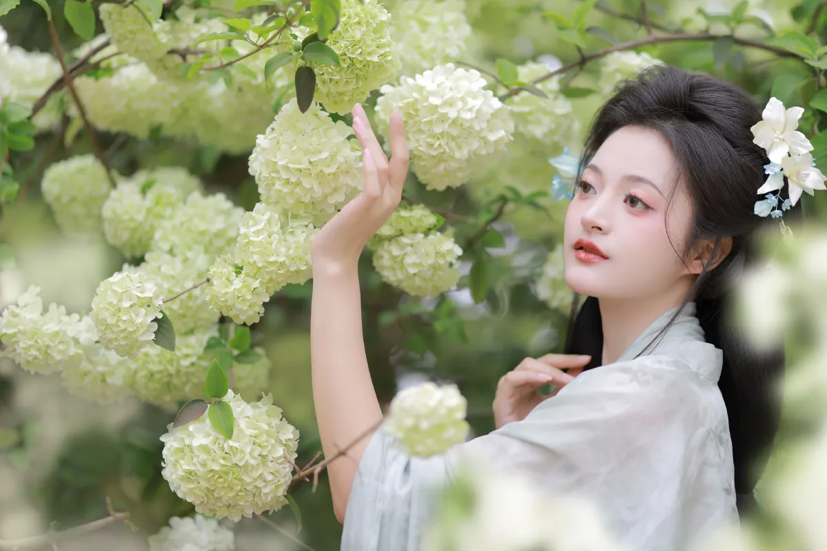 中华木绣球4