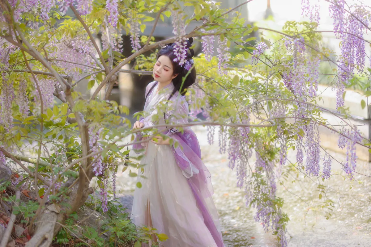 紫藤