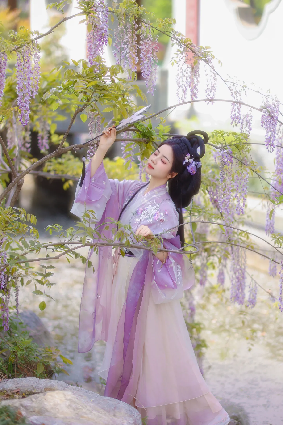 紫藤5