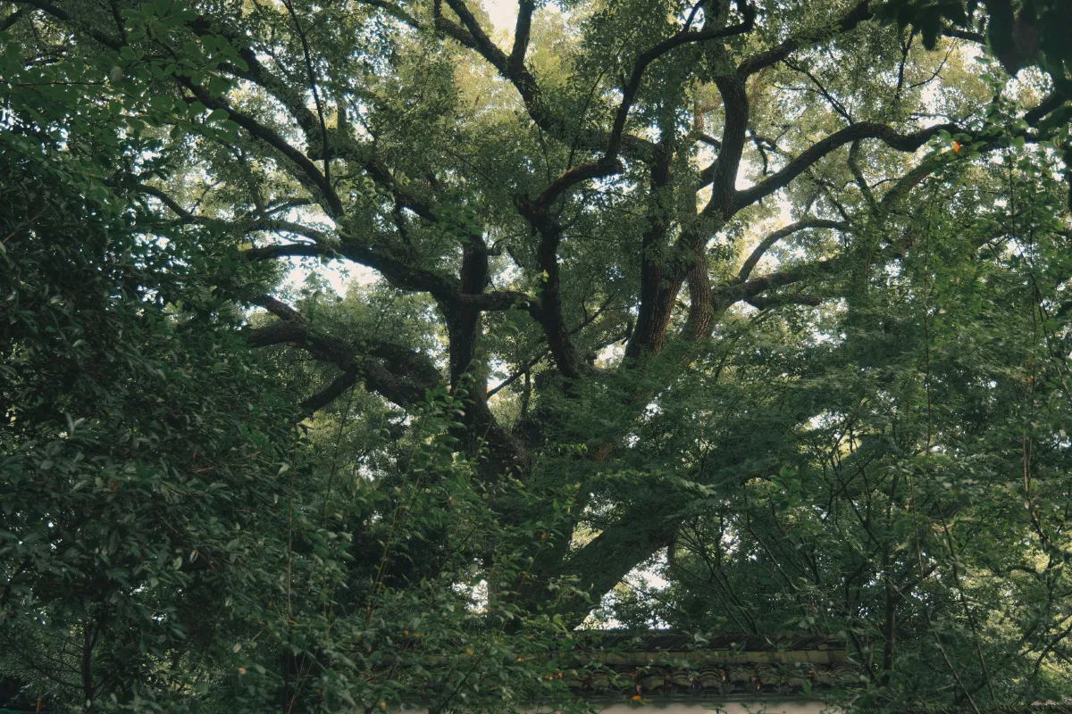 寺中小记