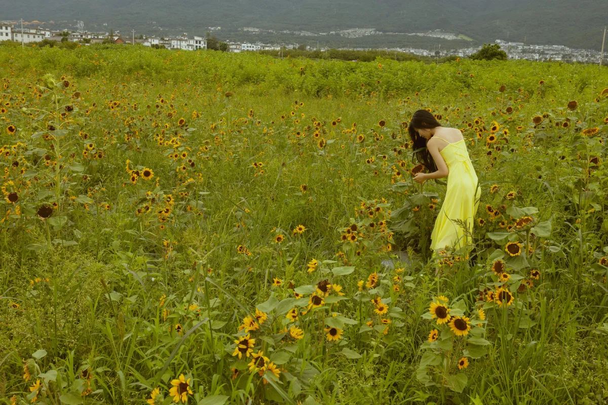 我与大理｜花海3