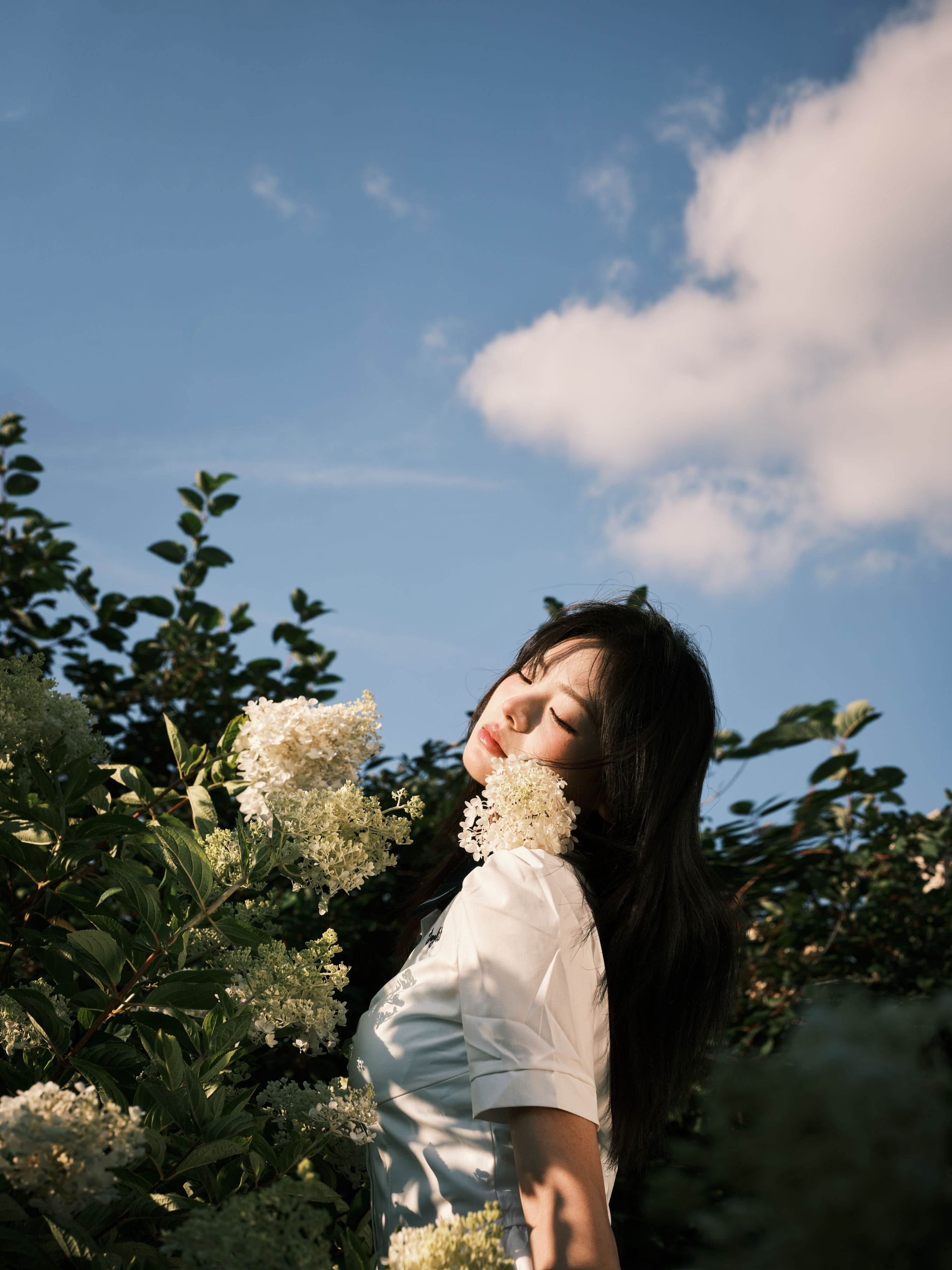 绣球花1